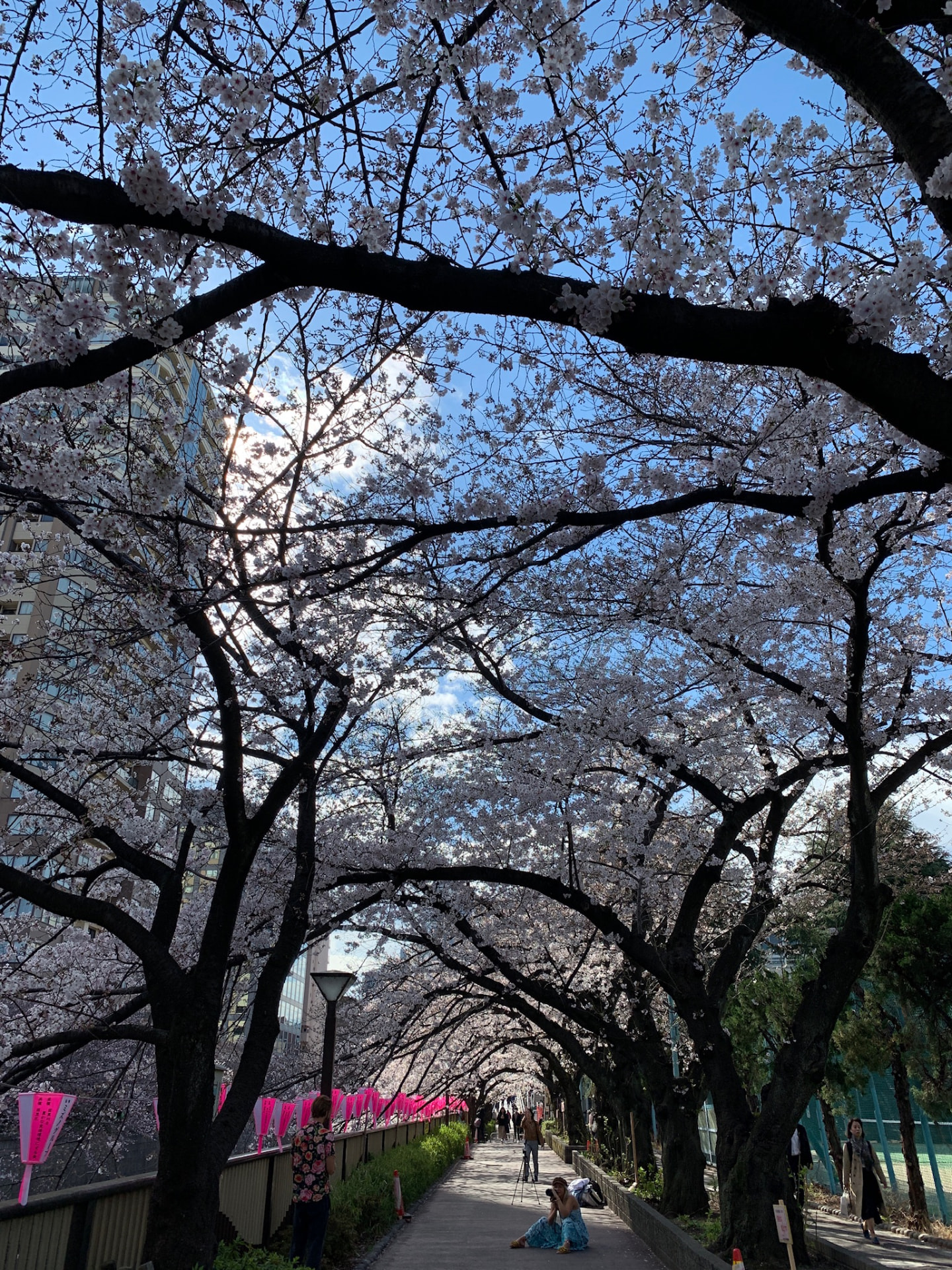 A walkway beneath arching cherry trees beside the Meguro River