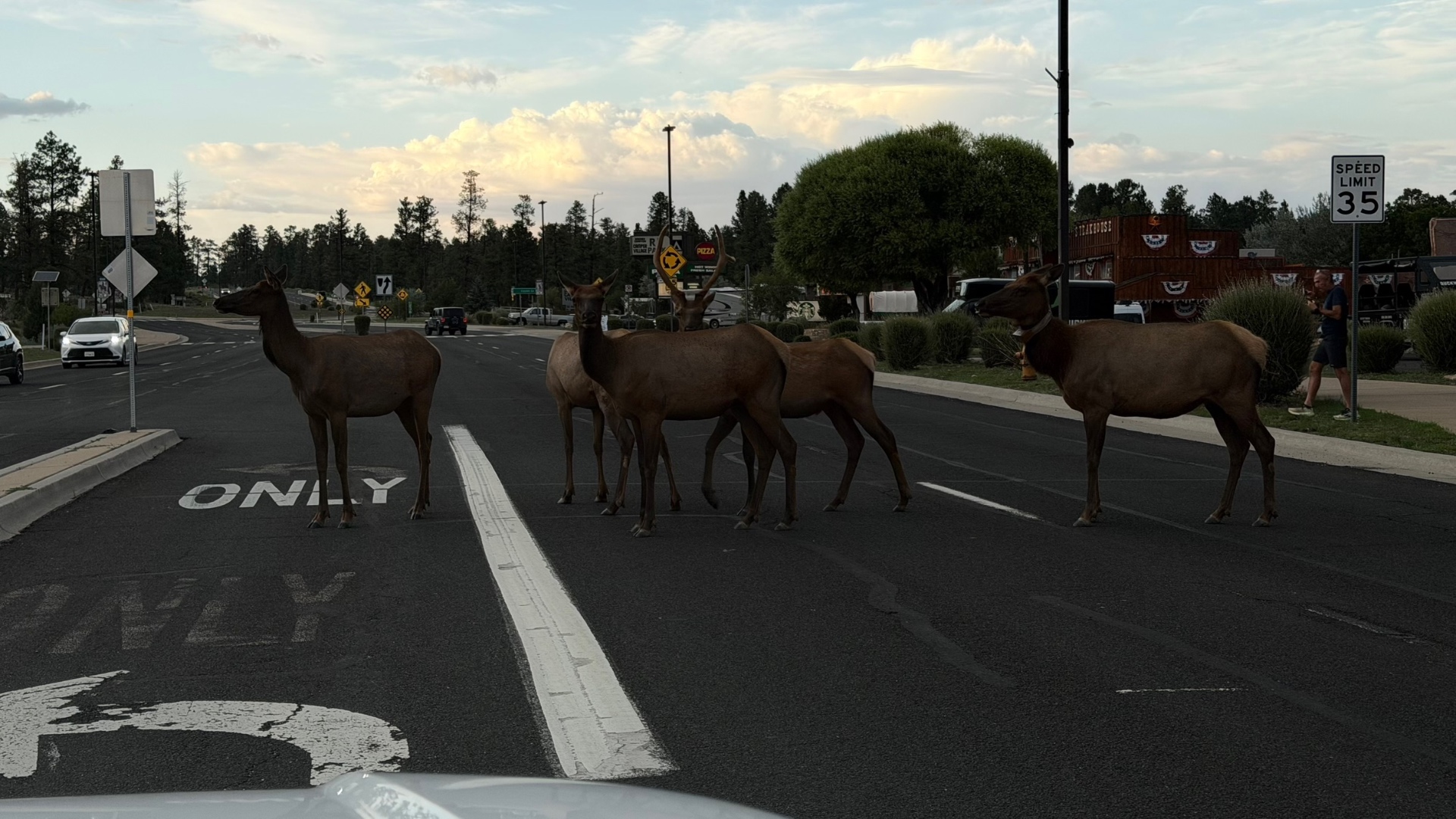 Elk standing in the road at dusk in a small town