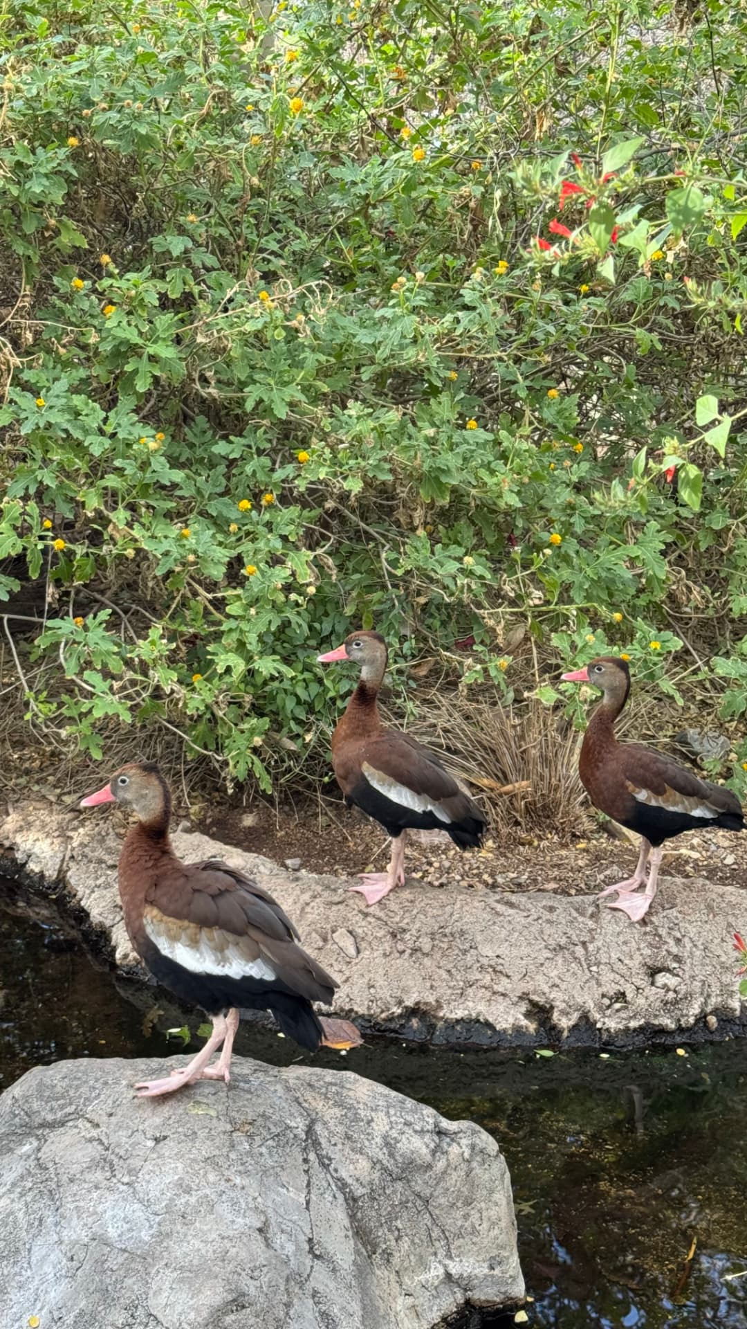 Desert visitors by the water