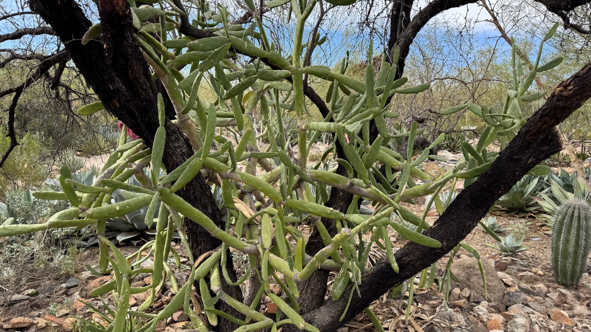 Saguaro National Park and Tucson travel photograph 28