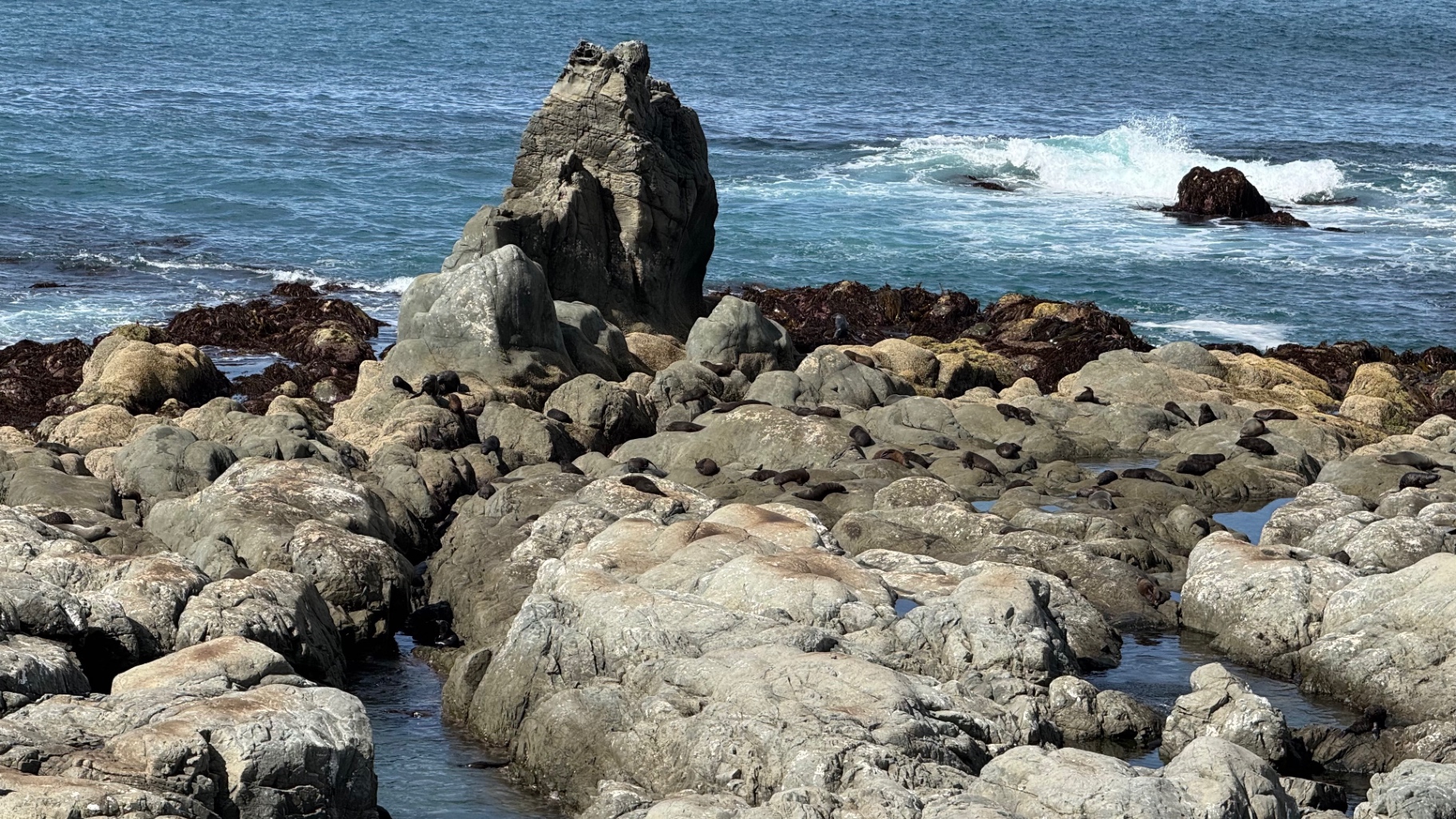 A wide view of the Kaikōura seal colony spread across pale rocks beside breaking surf
