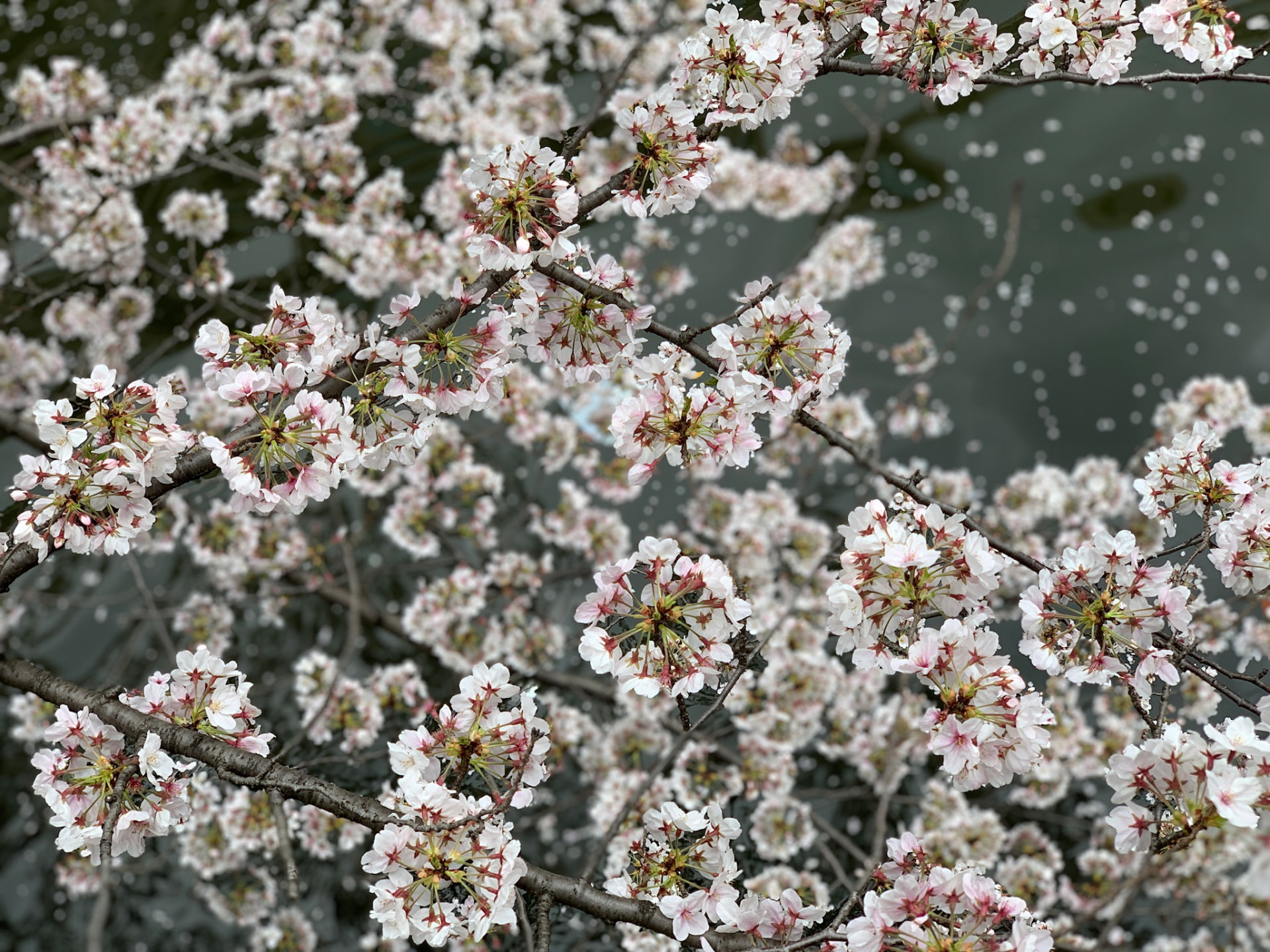 Cherry blossom branches suspended over the softly rippled Meguro River
