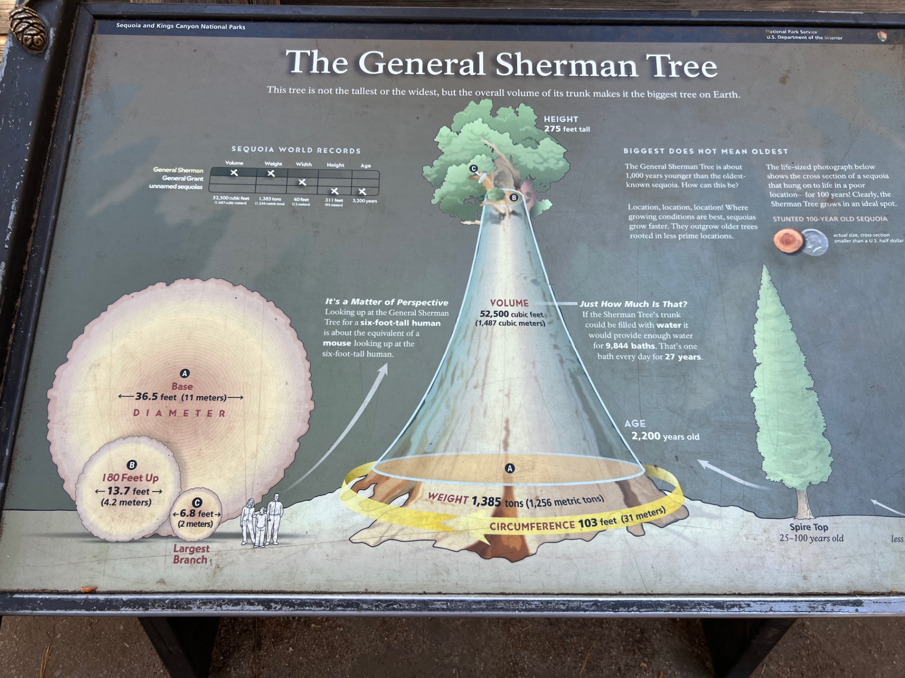 Interpretive sign showing the height, weight and volume of the General Sherman Tree