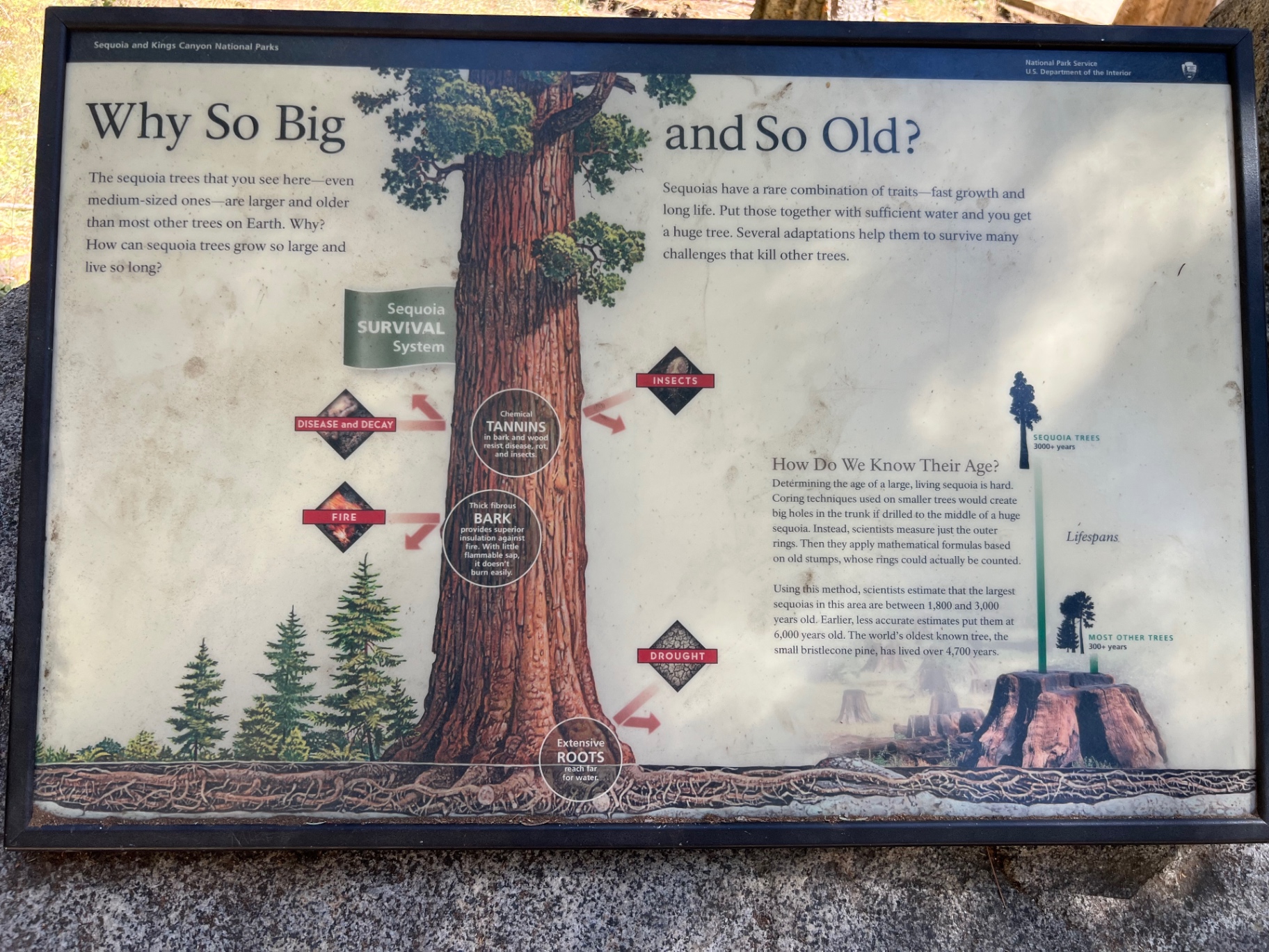 Park sign explaining why sequoia trees grow so big and live so long