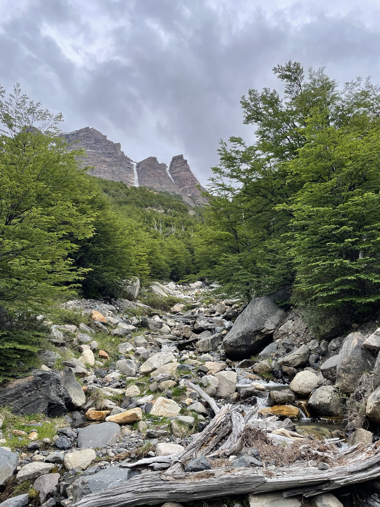 A boulder-strewn stream bed running through bright green beech forest, with jagged rock spires rising into low cloud above