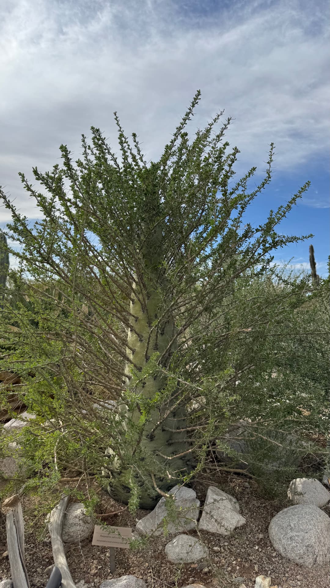 Saguaro National Park and Tucson travel photograph 29