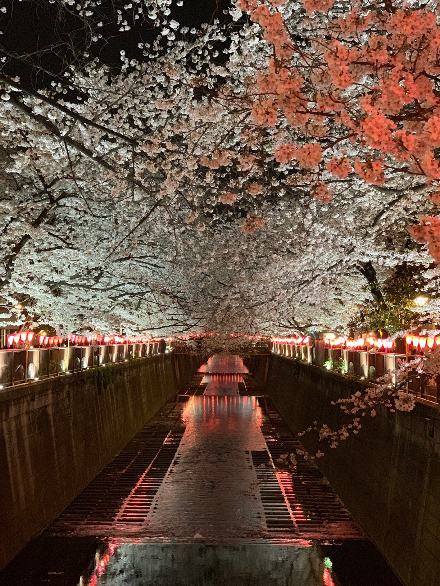 Illuminated cherry trees and red lanterns reflected in the Meguro River at night