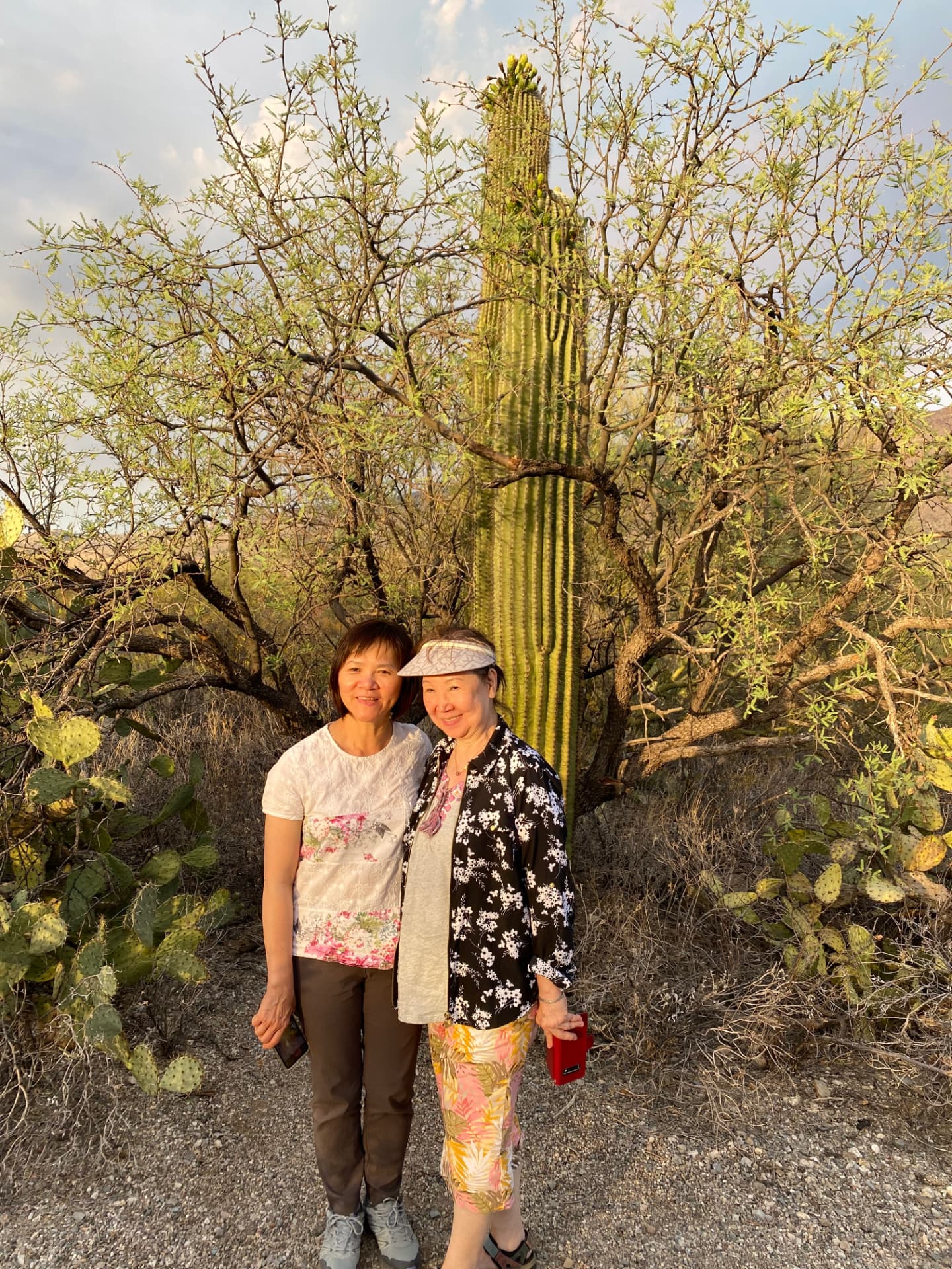 Together among the saguaros