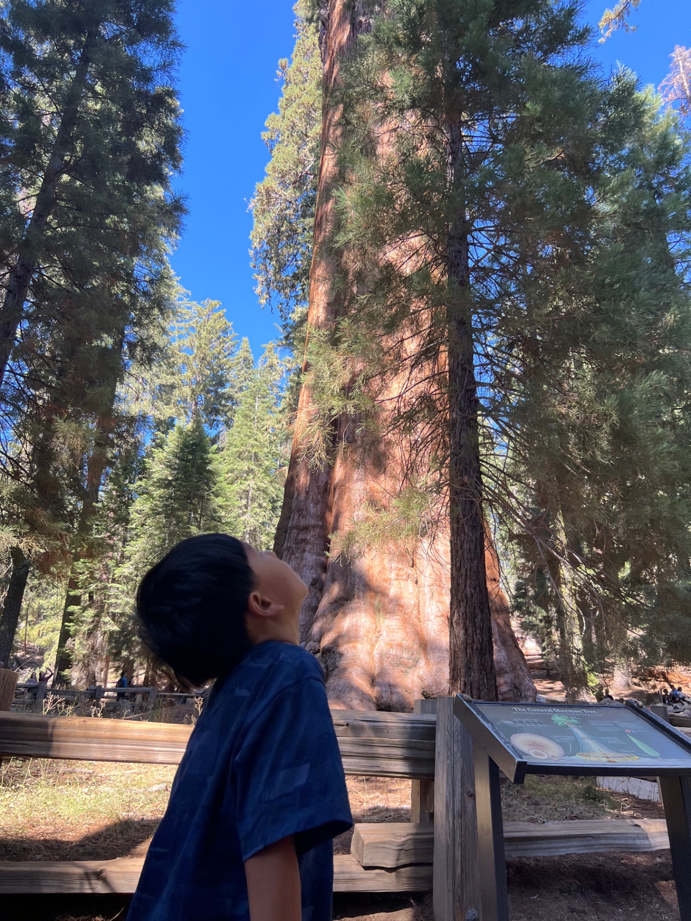 A boy craning his neck to see the top of the General Sherman Tree