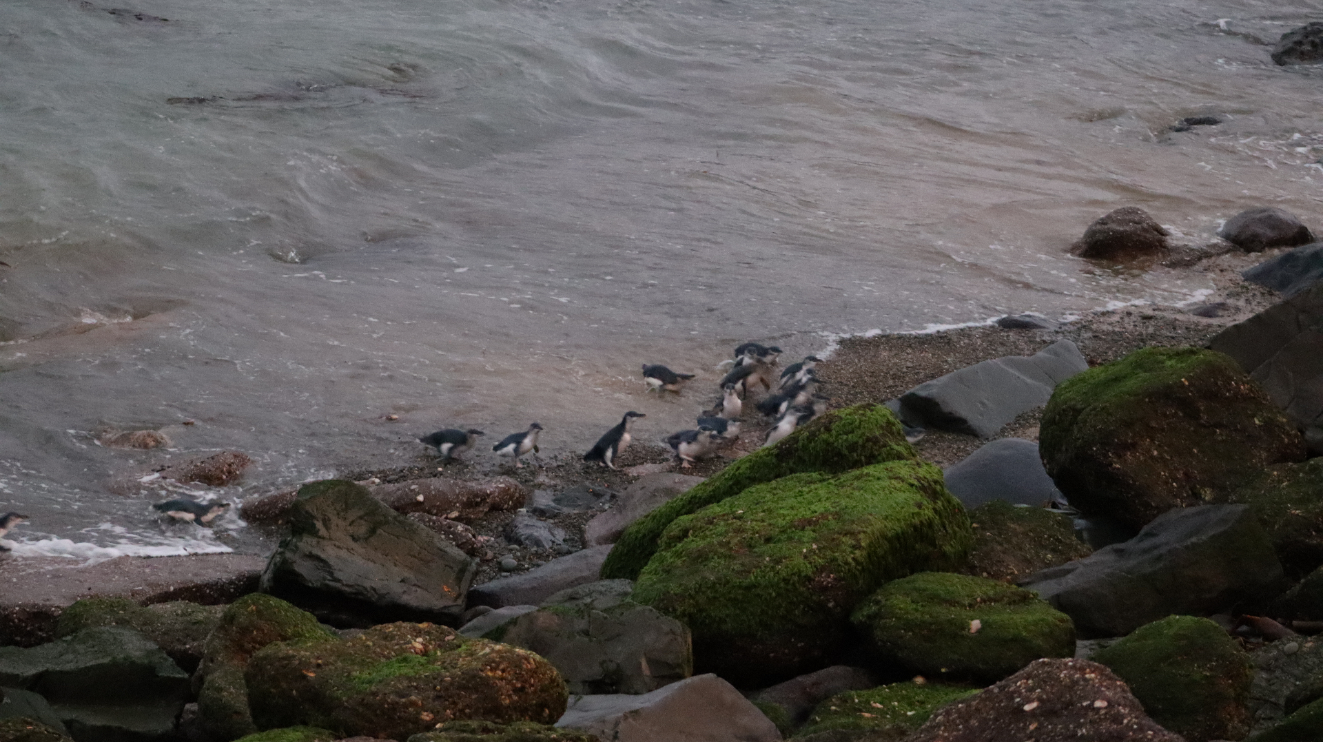 A group of little blue penguins emerging from the ocean onto a moss-covered pebbly beach at dusk