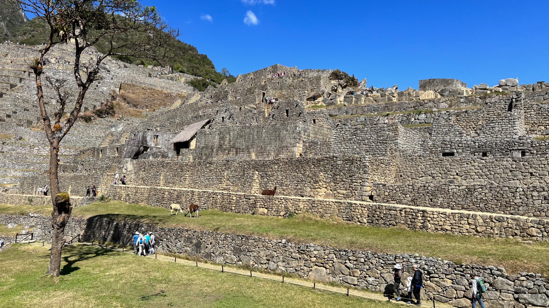 Layered stone terraces and buildings with llamas grazing near a lone tree