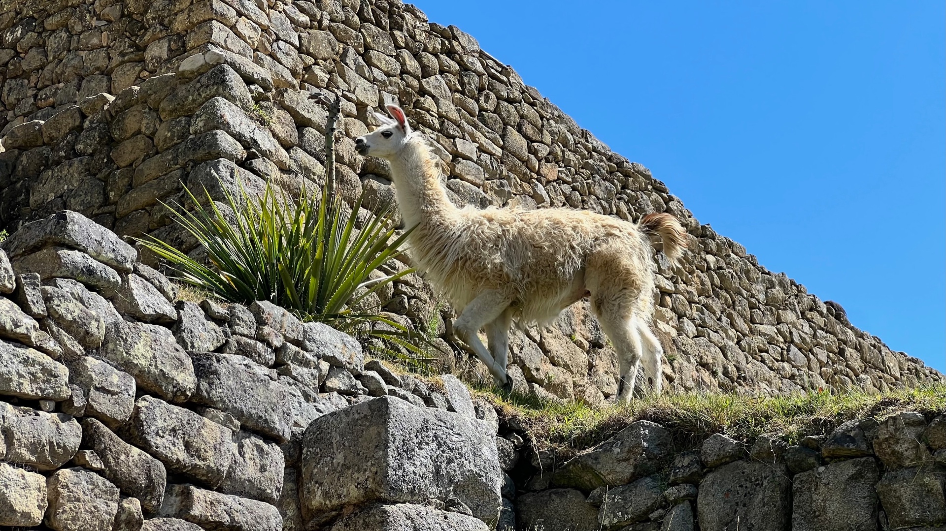White llama standing beside agave and ancient stone walls