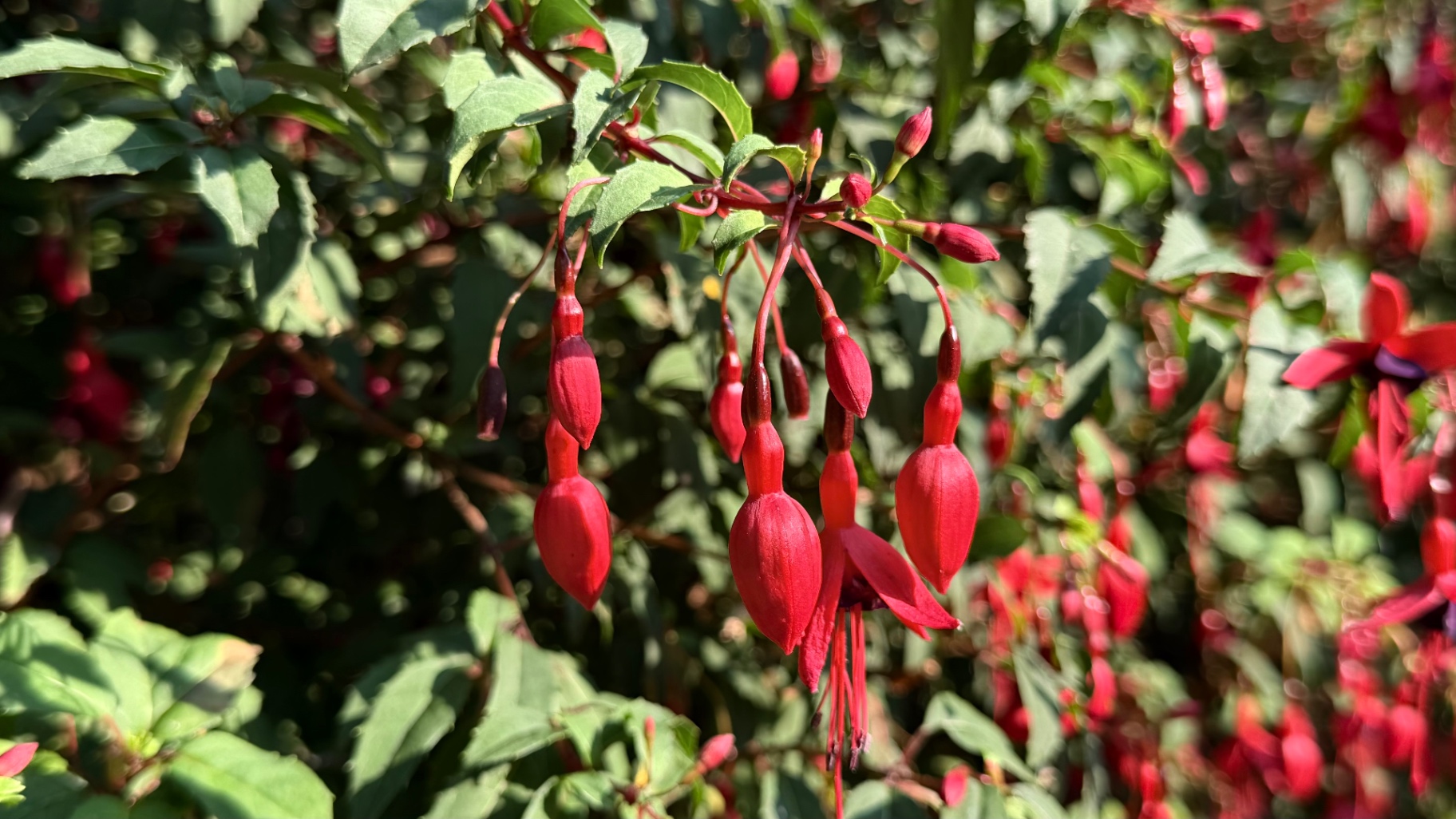 Red fuchsia flowers glowing in the afternoon sun