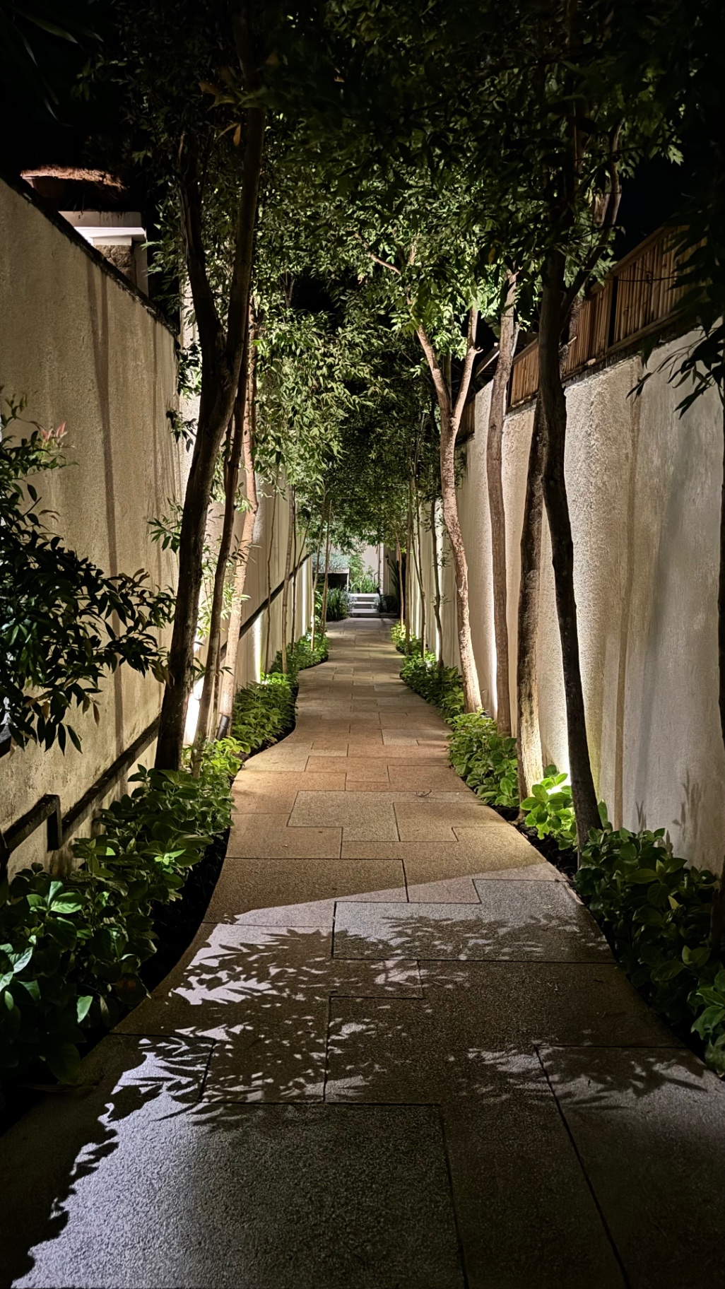 Lit garden pathway lined with slender trees at night