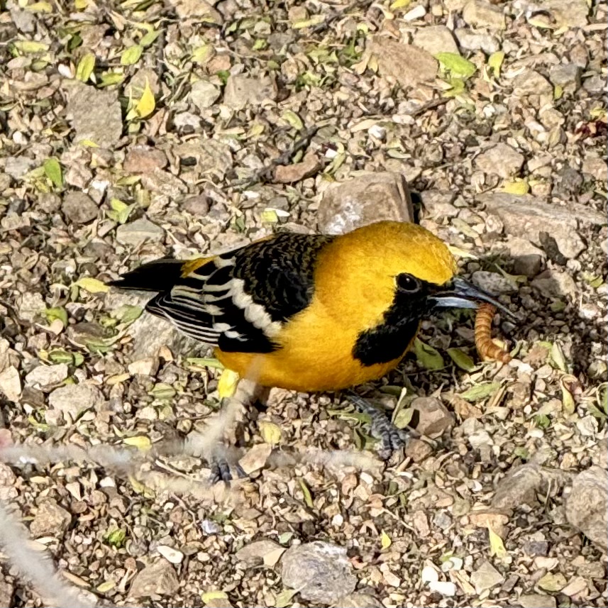 A flash of yellow in the garden