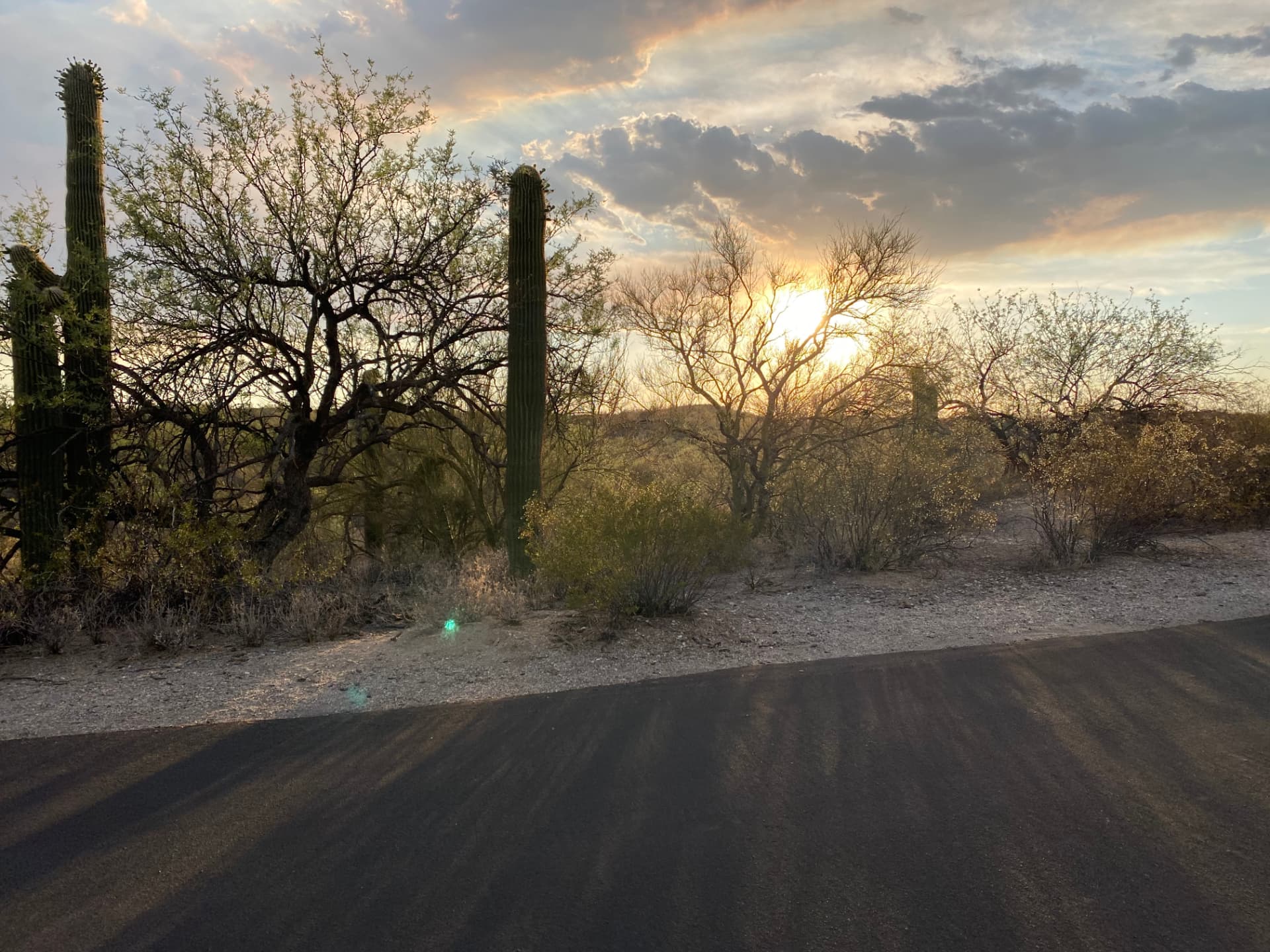 Saguaro National Park and Tucson travel photograph 7