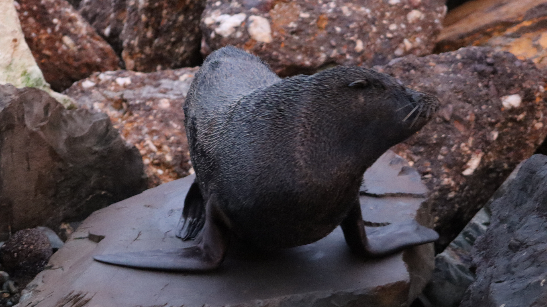 A dark fur seal resting on a large flat rock on a rocky shoreline at dusk