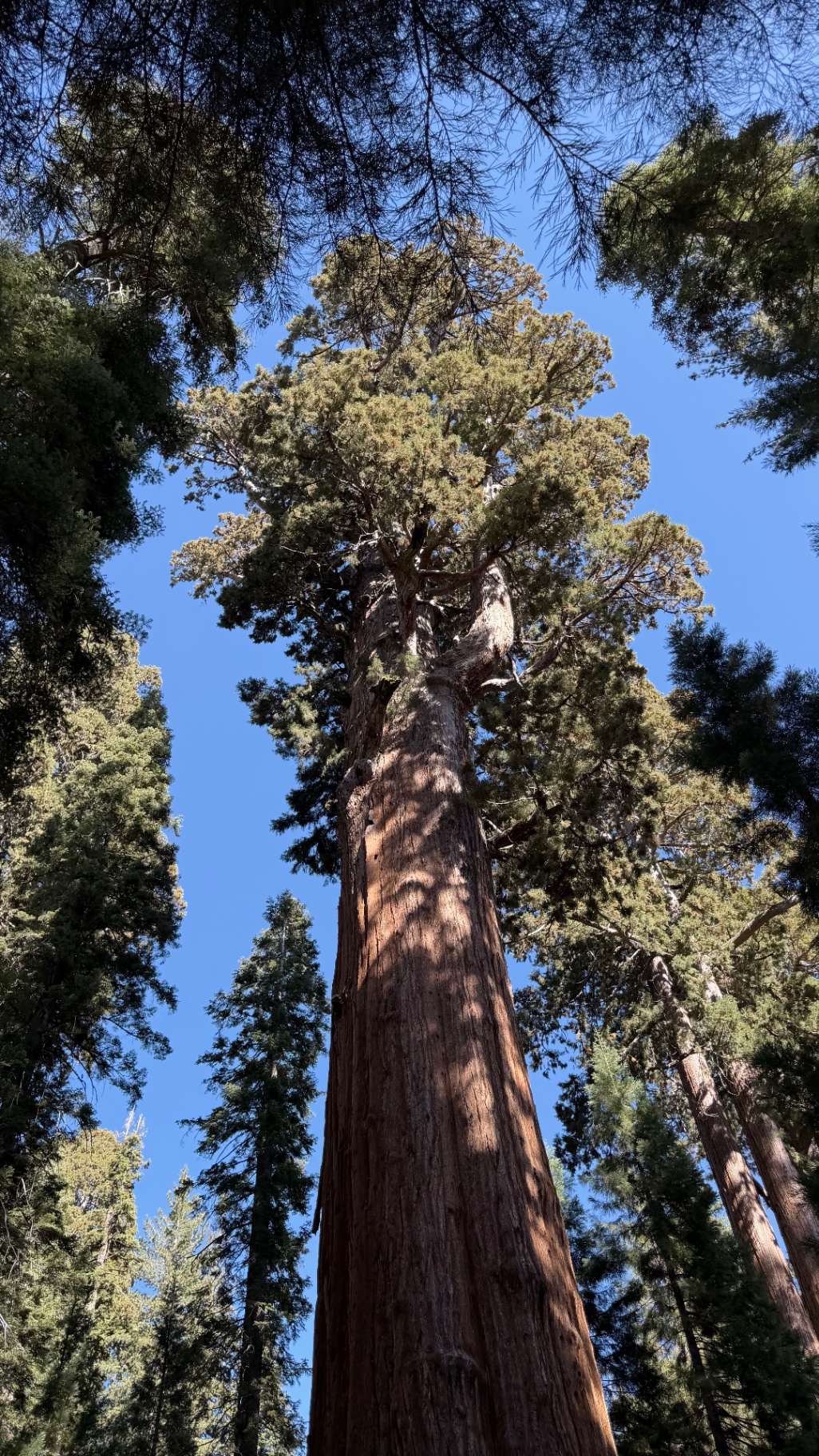 Looking up the full height of a sequoia to its crown against a clear sky