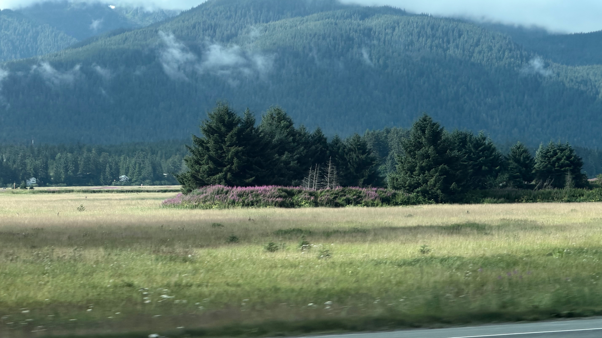 Purple wildflowers in a sunlit meadow beneath Juneau's forested mountains