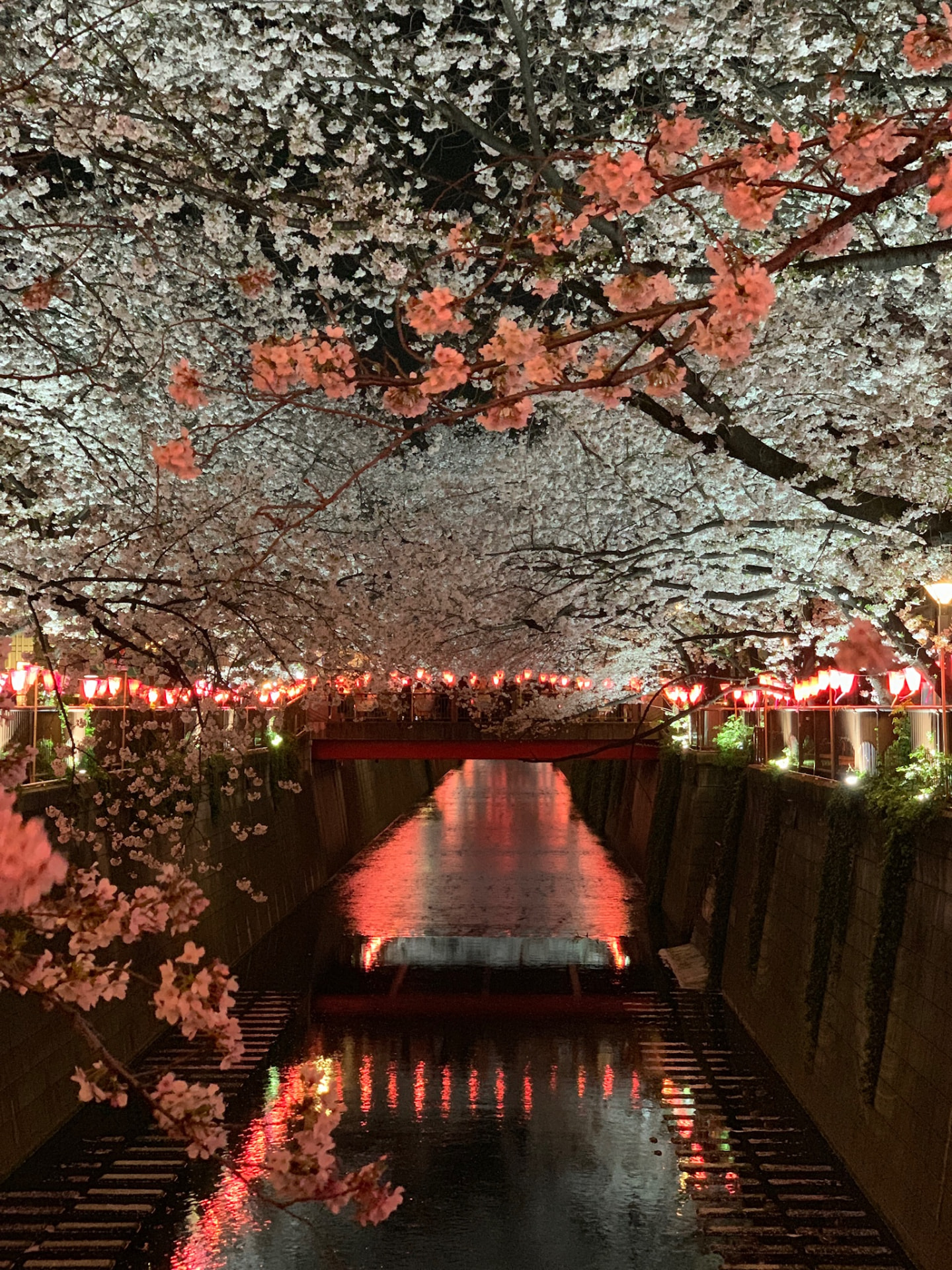 Illuminated cherry trees framing a bridge and red reflections on the river