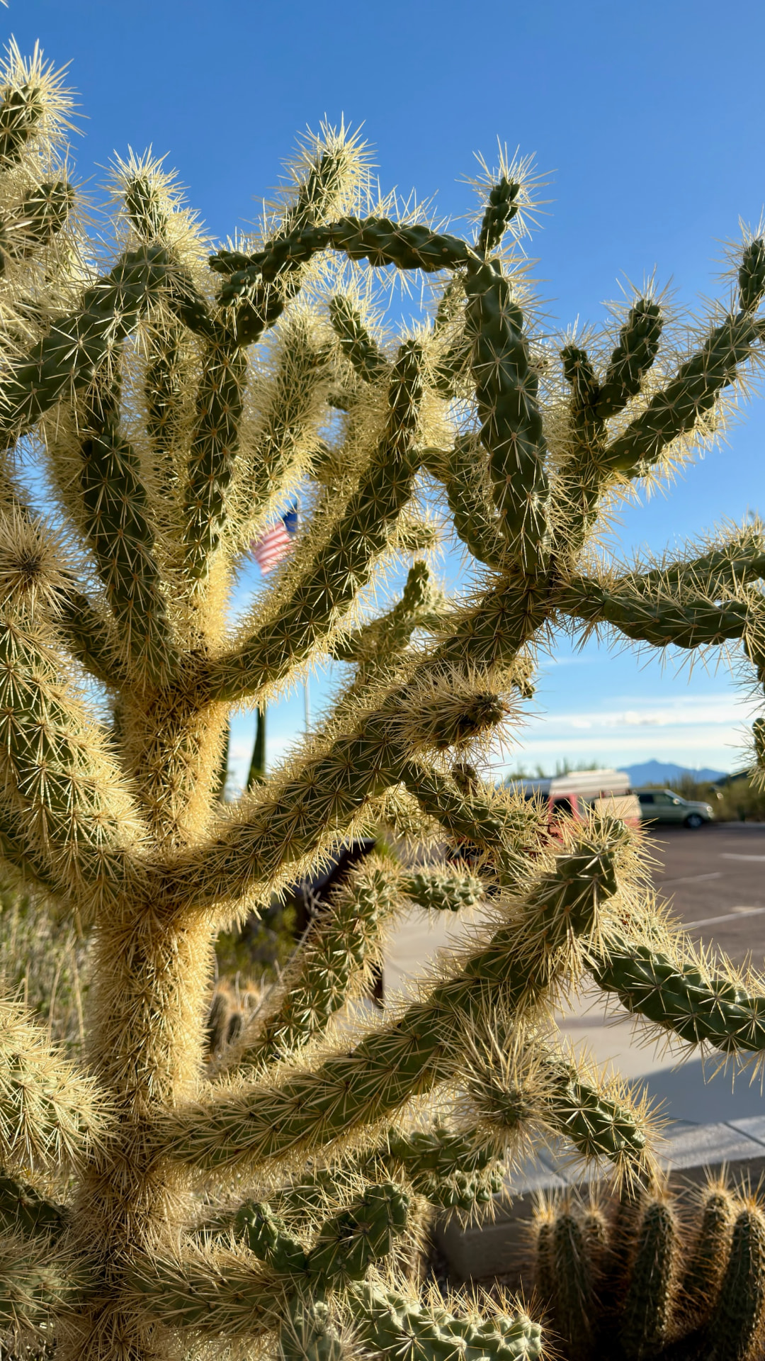 Close view of a sunlit cholla cactus