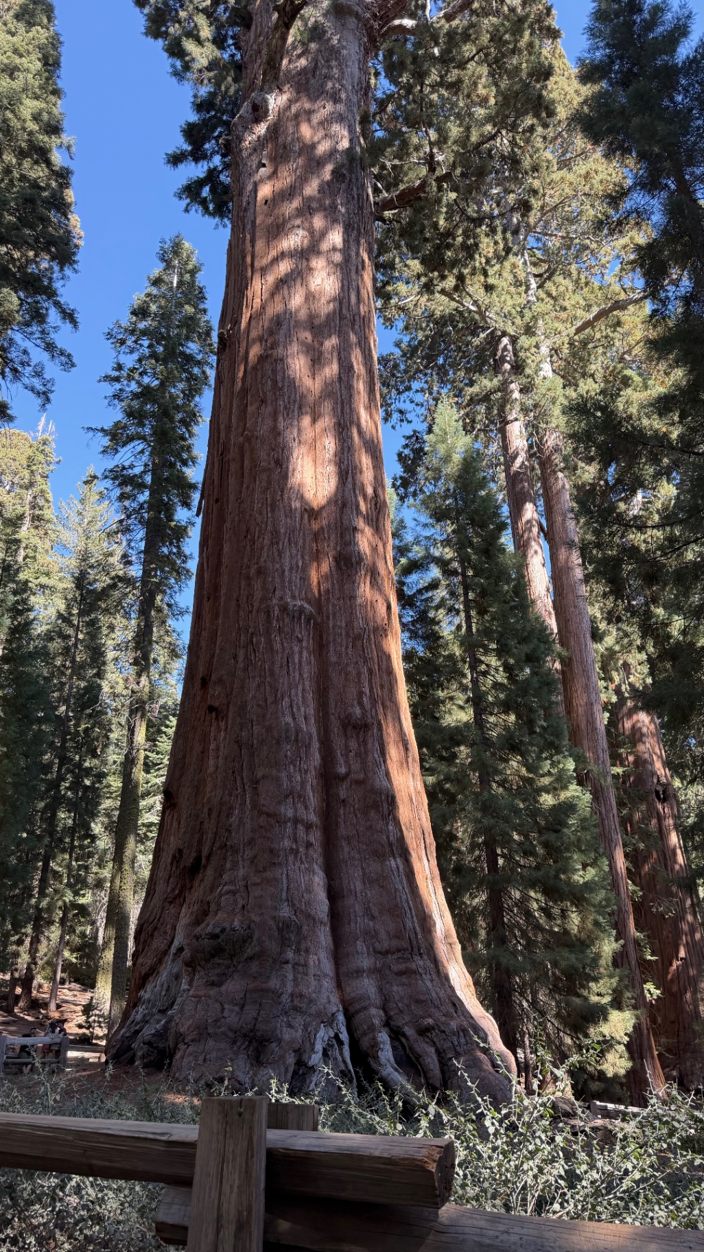 A tall sequoia catching afternoon sun above a wooden railing