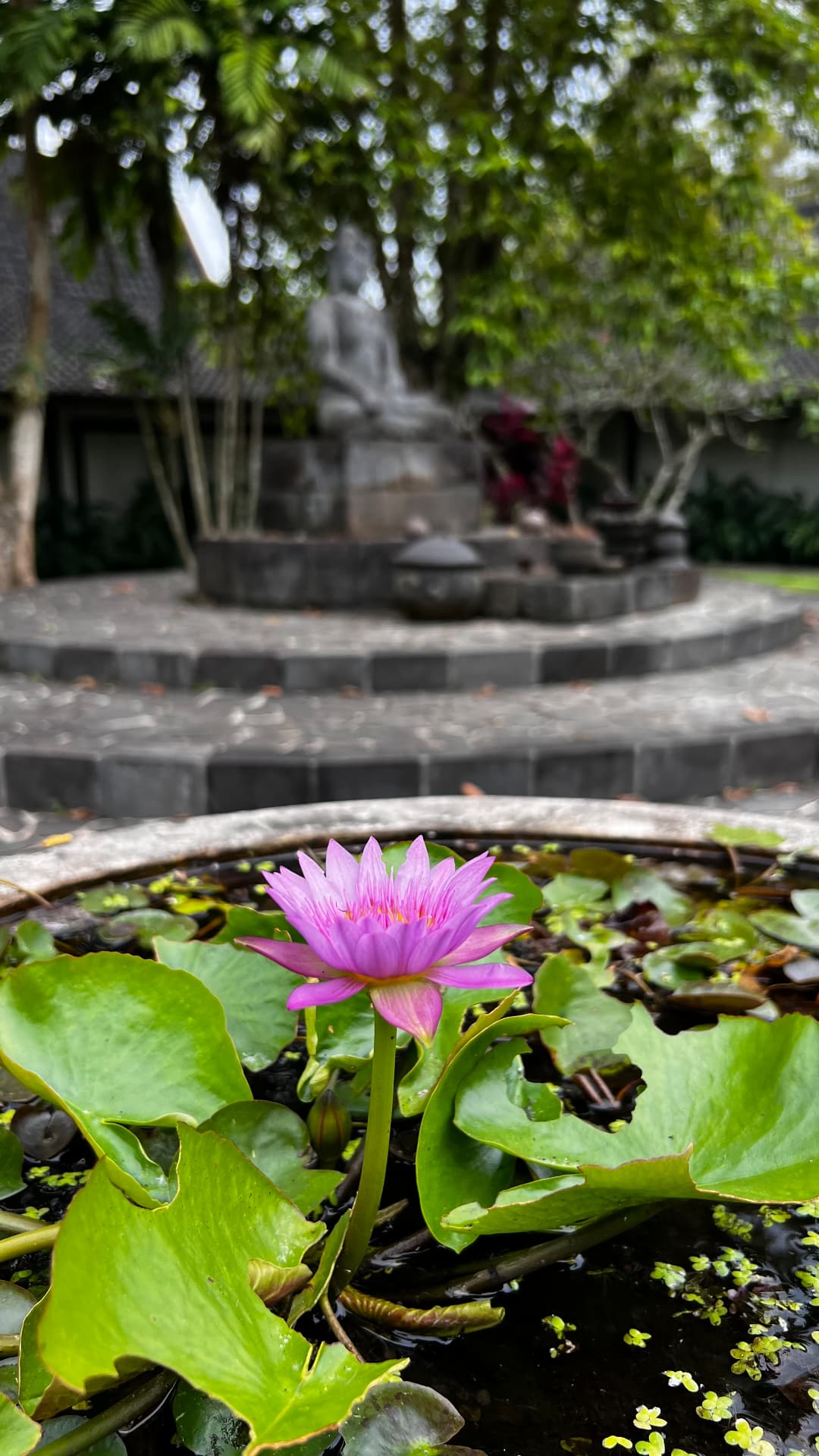 A pink water lily blooming beside a seated Buddha statue