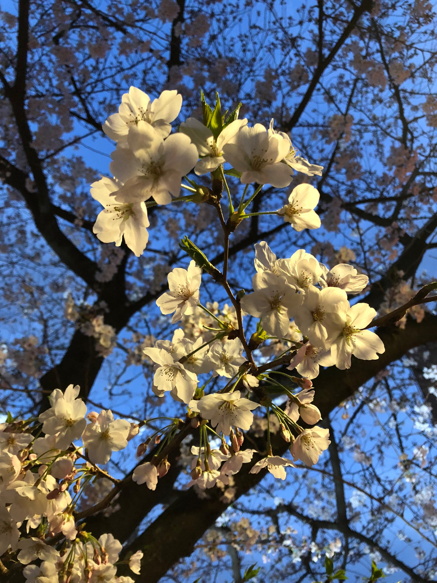 White cherry blossoms illuminated against a deep blue evening sky