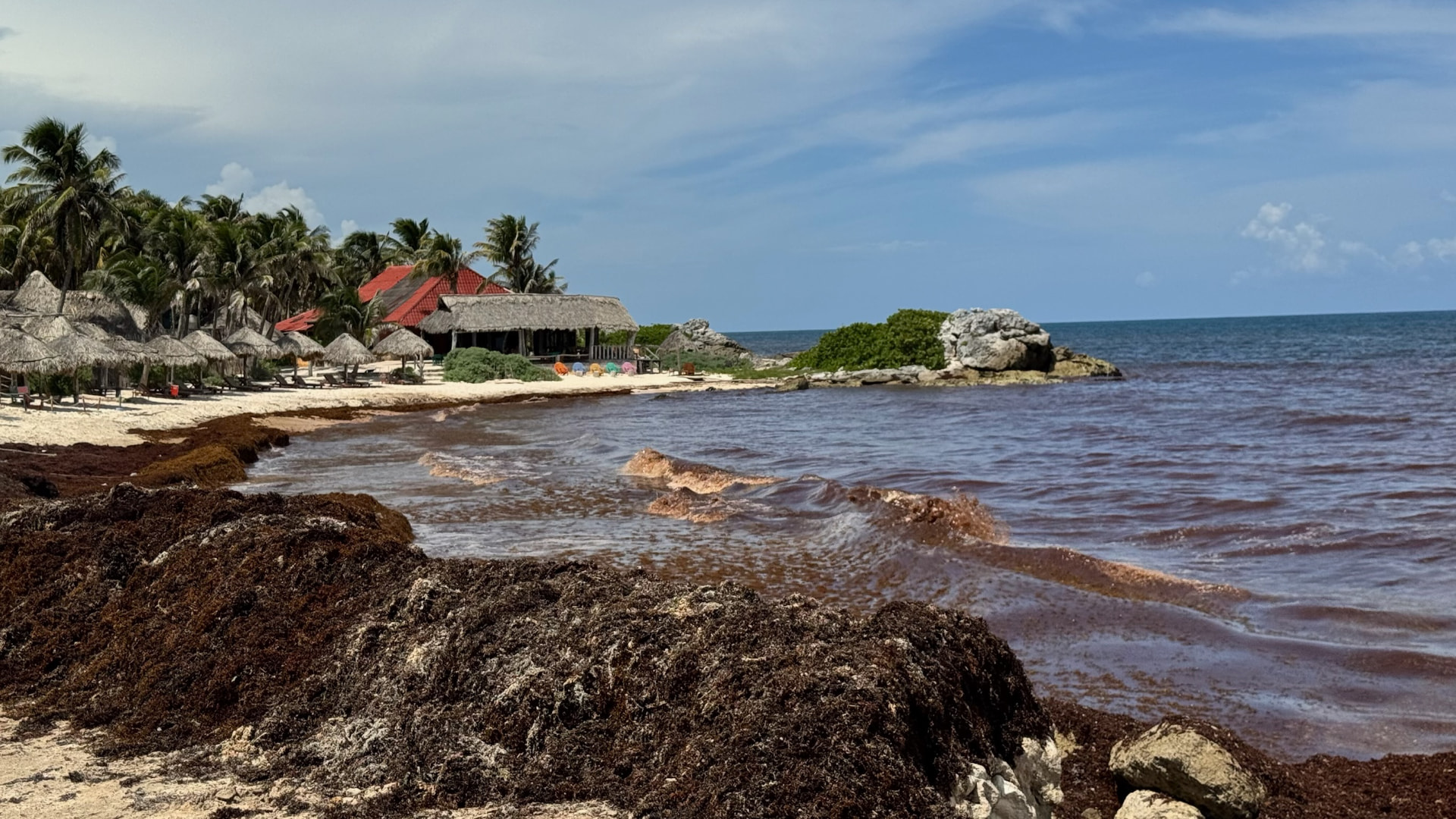 Palapa roofs and palms beyond a sargassum-covered shore