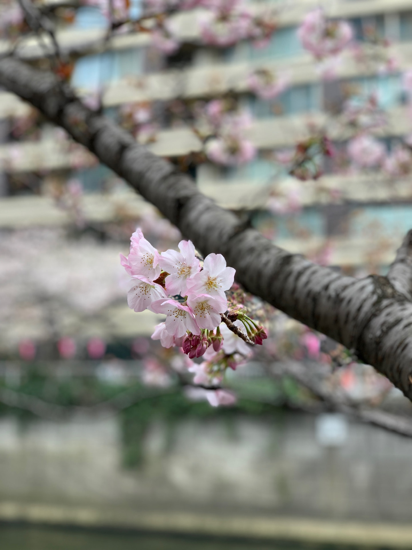 A small cluster of pink cherry blossoms with the city softly blurred behind