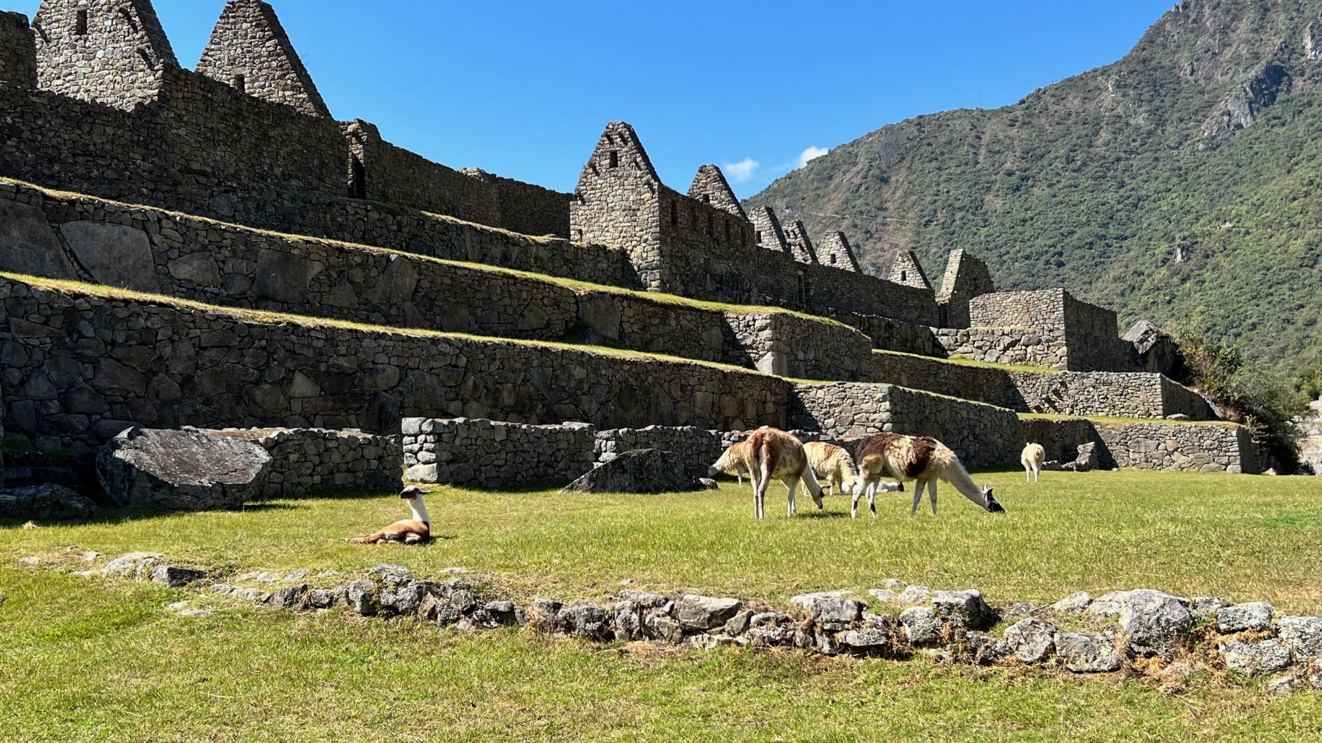 Llamas resting and grazing below the stone rooflines of Machu Picchu