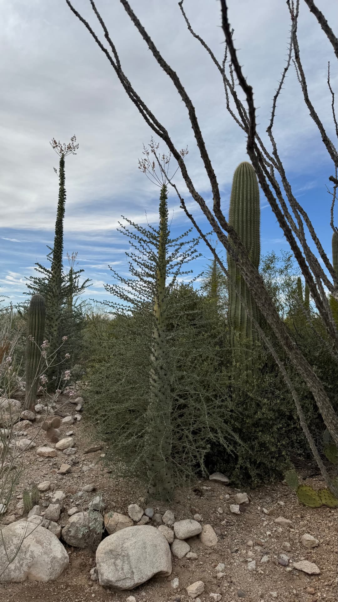 Saguaro National Park and Tucson travel photograph 33