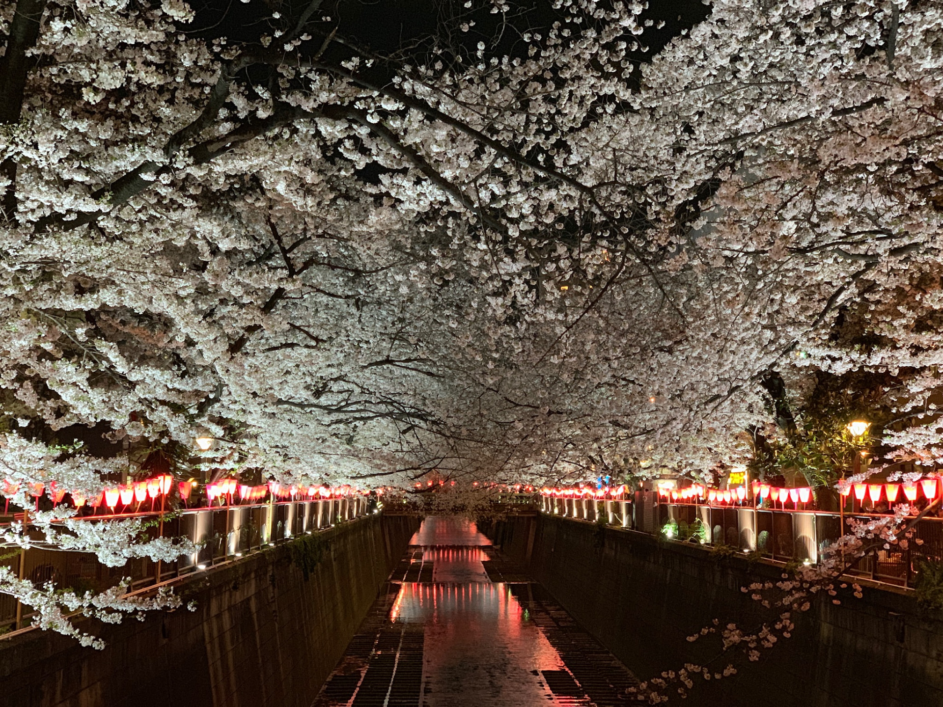 A broad canopy of illuminated cherry blossoms spanning the Meguro River at night