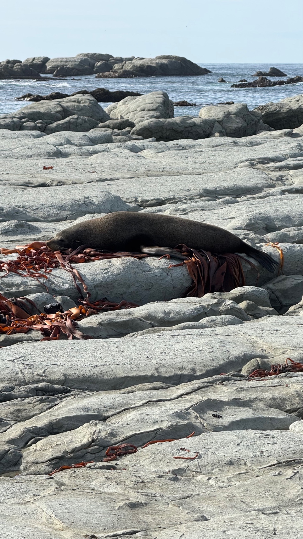 A fur seal asleep on a flat rock among red kelp on the Kaikōura shoreline