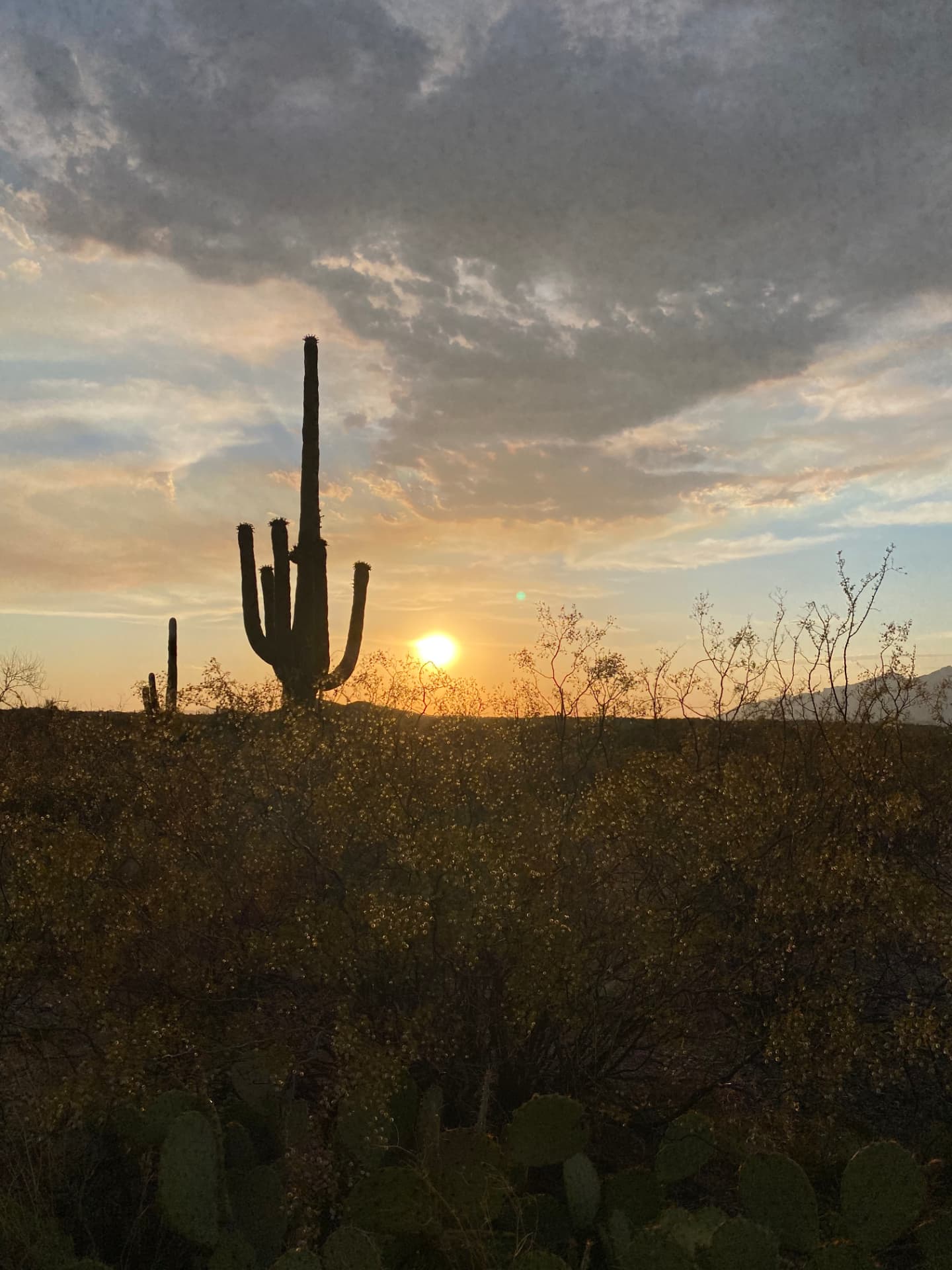Saguaro at sunset