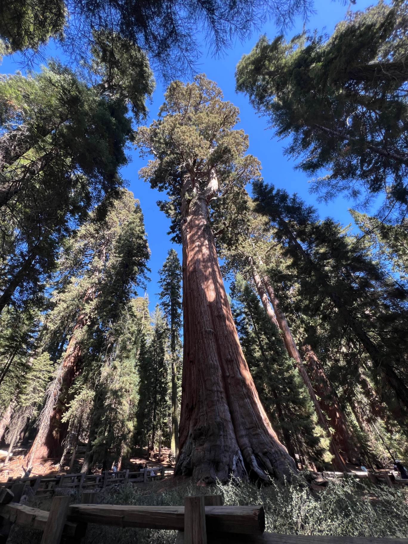 The General Sherman Tree rising above the surrounding forest