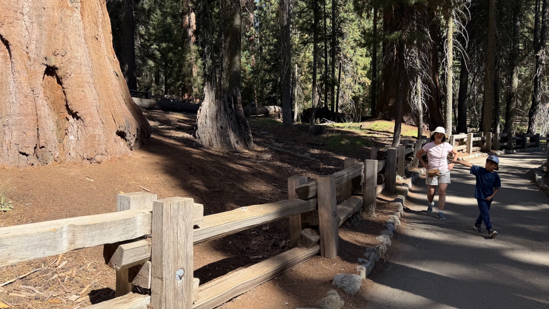 A woman and a boy walking a shaded forest path beside a split-rail fence and a giant sequoia trunk