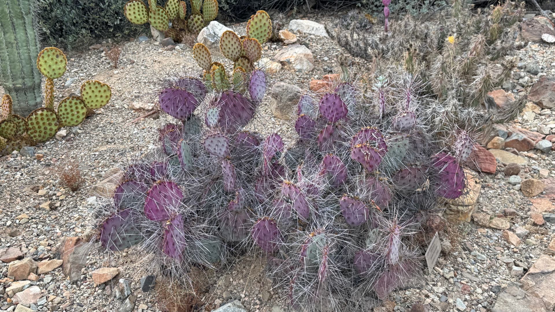 Saguaro National Park and Tucson travel photograph 38