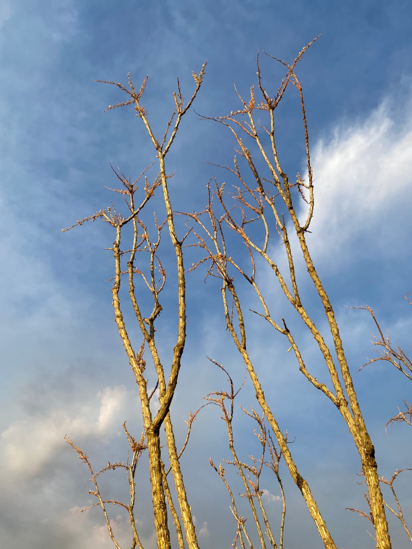 Saguaro National Park and Tucson travel photograph 8