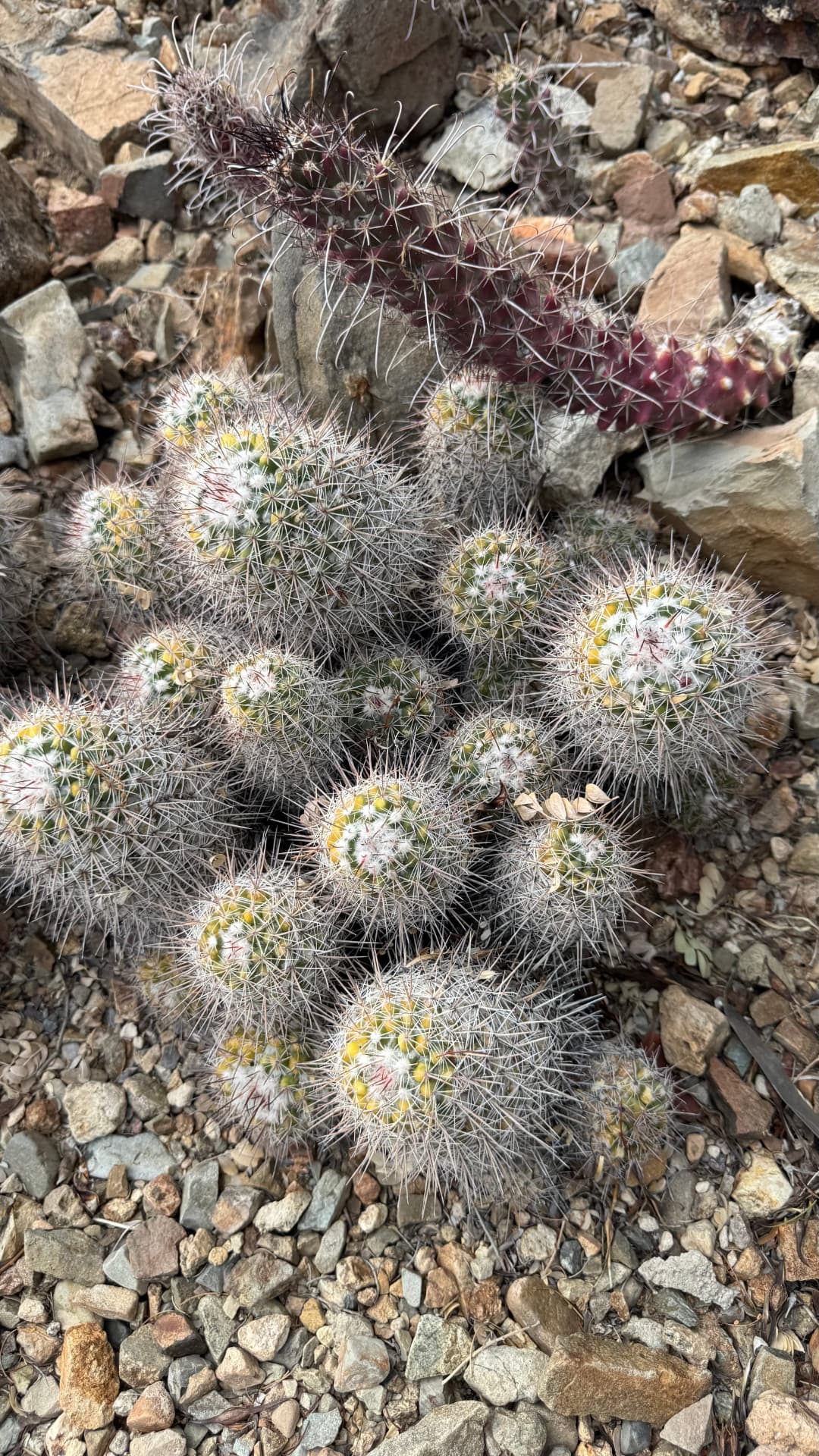 Saguaro National Park and Tucson travel photograph 41