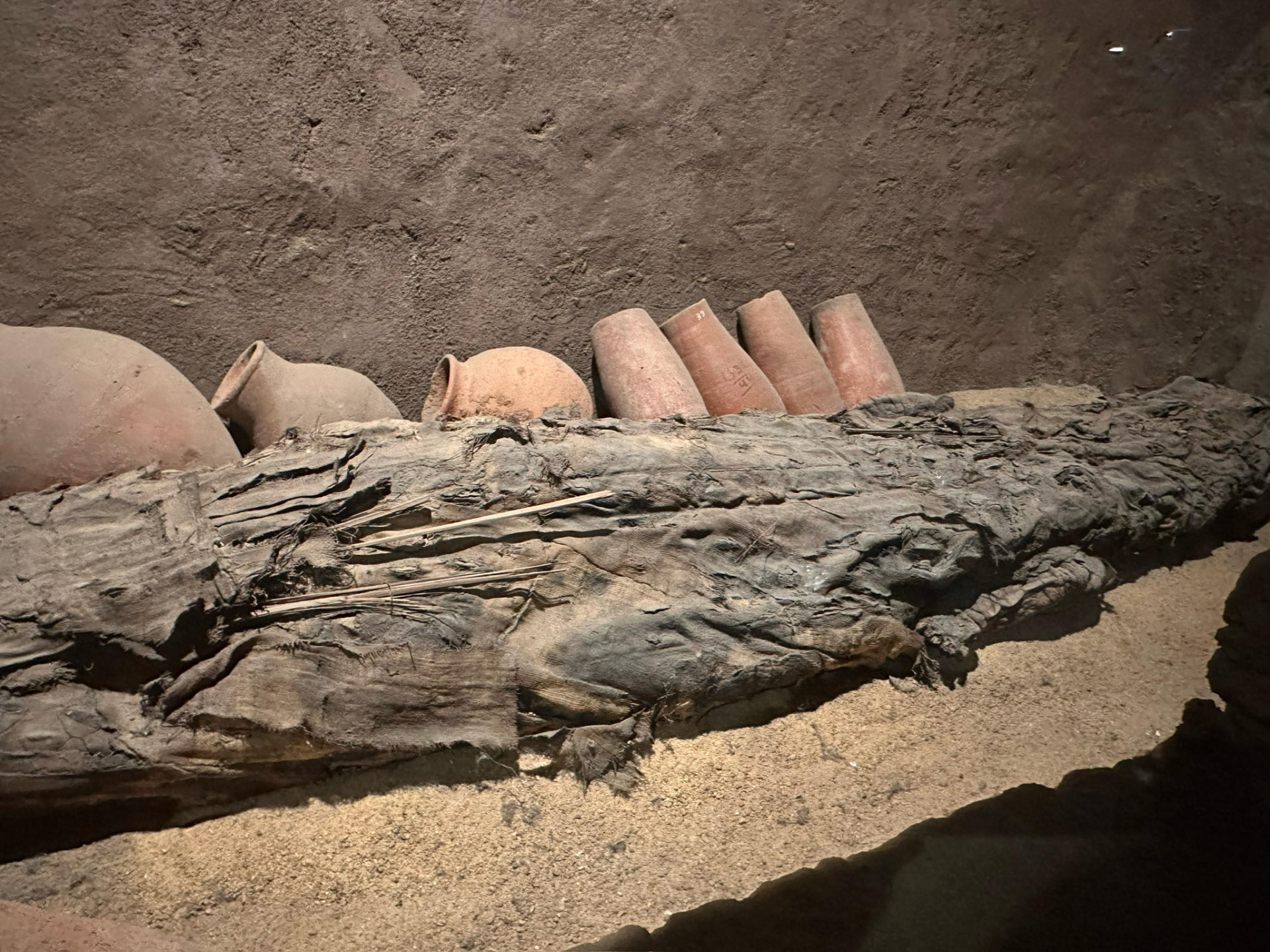 A mummified crocodile beside a line of clay burial jars in a museum display
