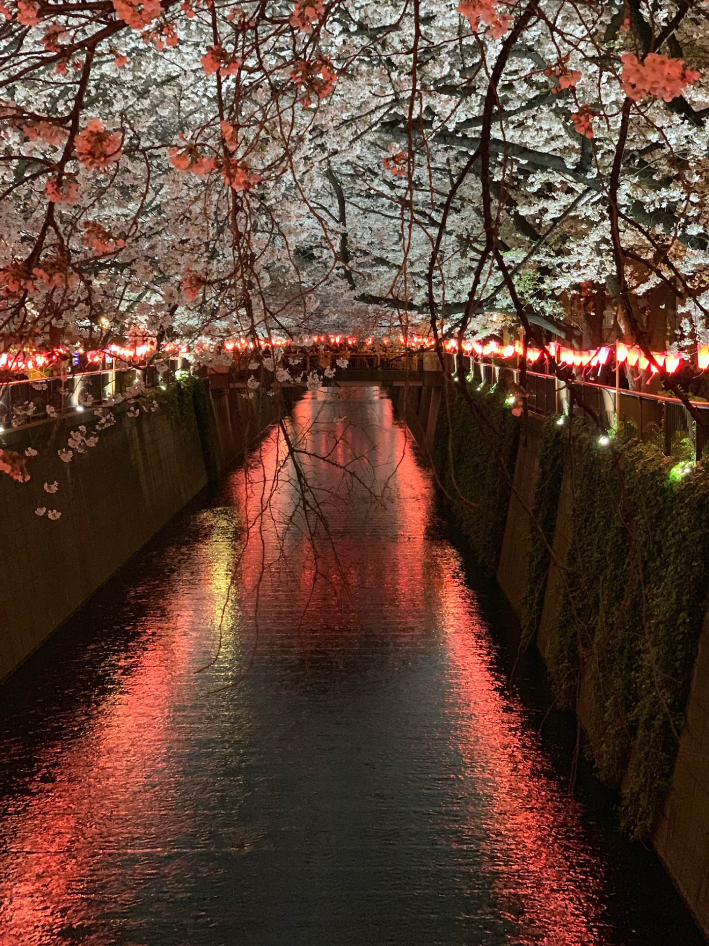Red lanterns and illuminated cherry trees reflected along the Meguro River