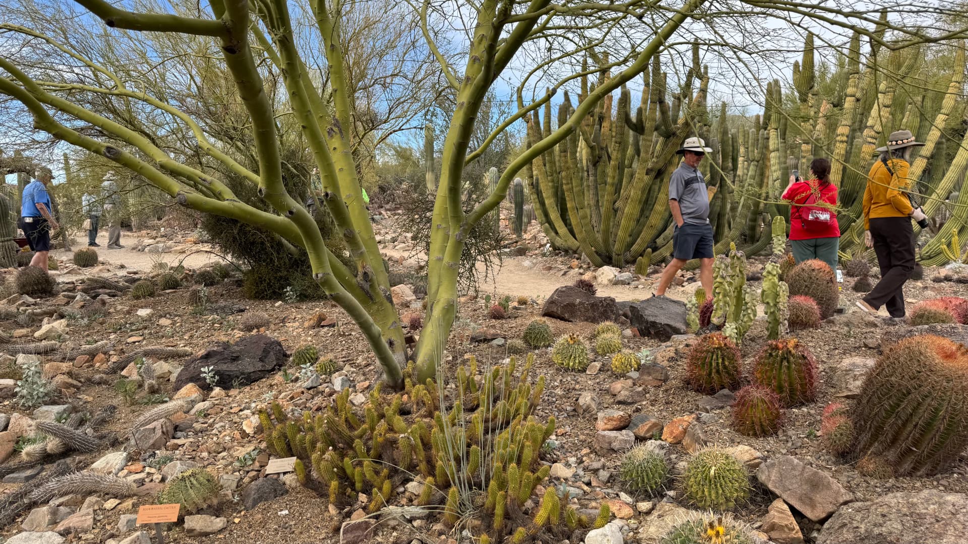 Saguaro National Park and Tucson travel photograph 32