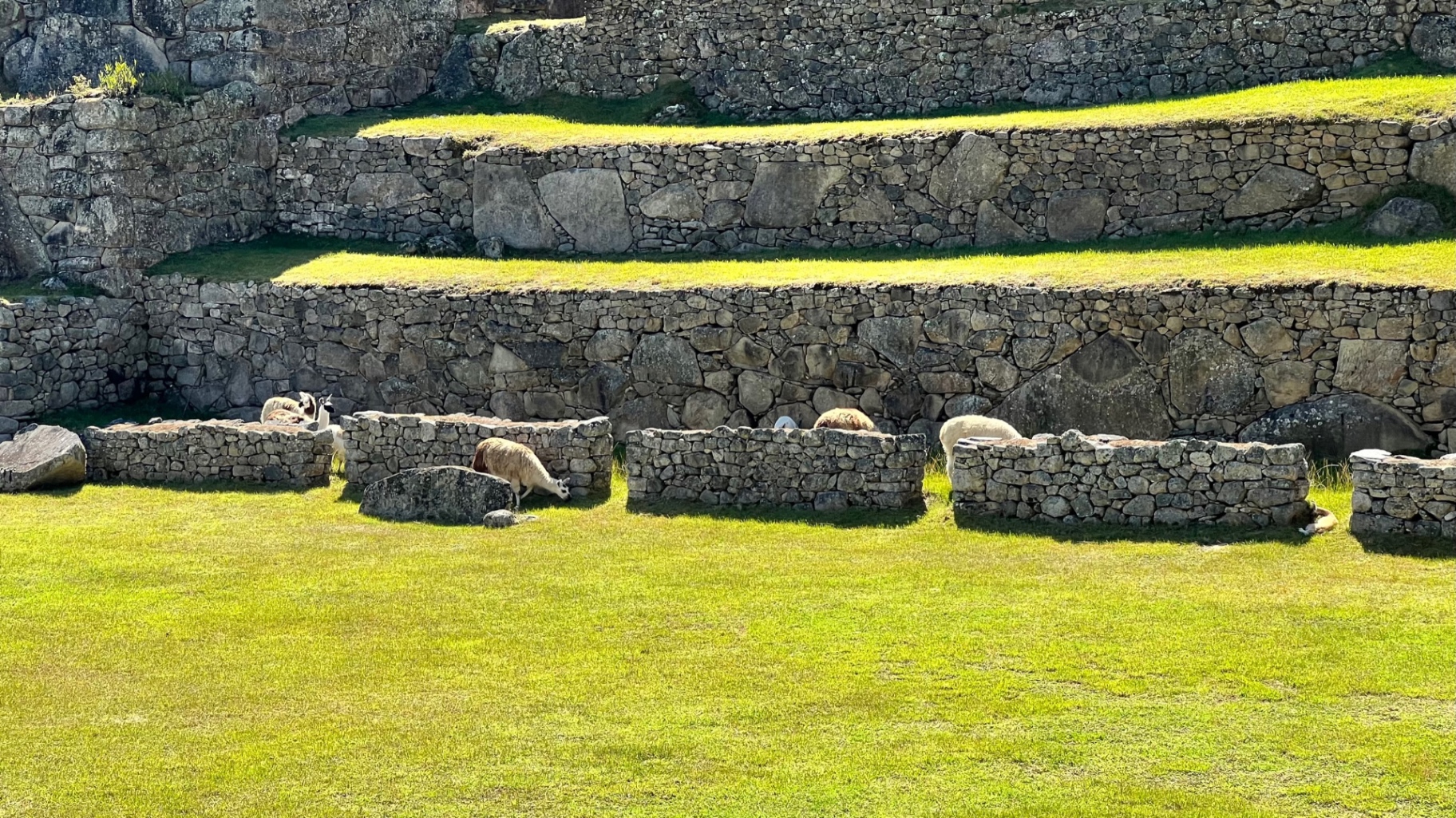 Llamas grazing between low stone walls and sunlit terraces