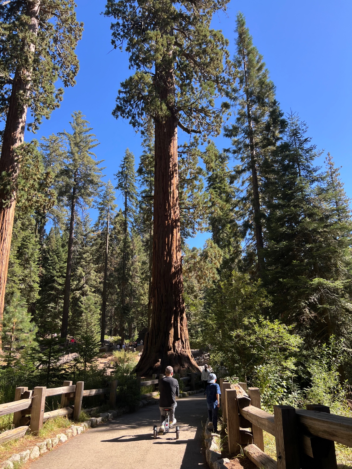 A man on a tricycle and a boy walking along the paved path toward a giant sequoia