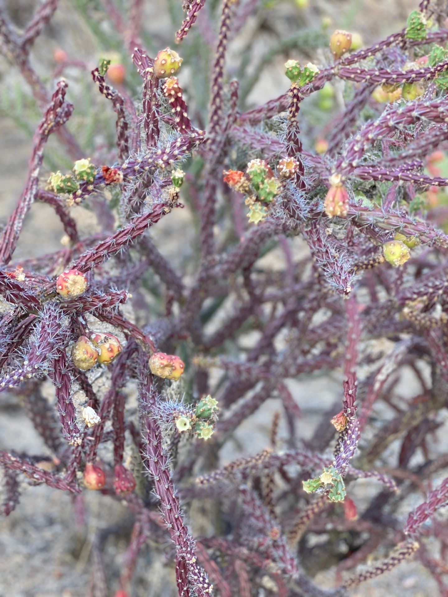 Saguaro National Park and Tucson travel photograph 11