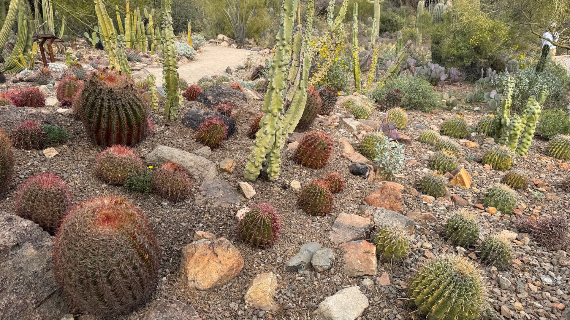 A garden of desert forms