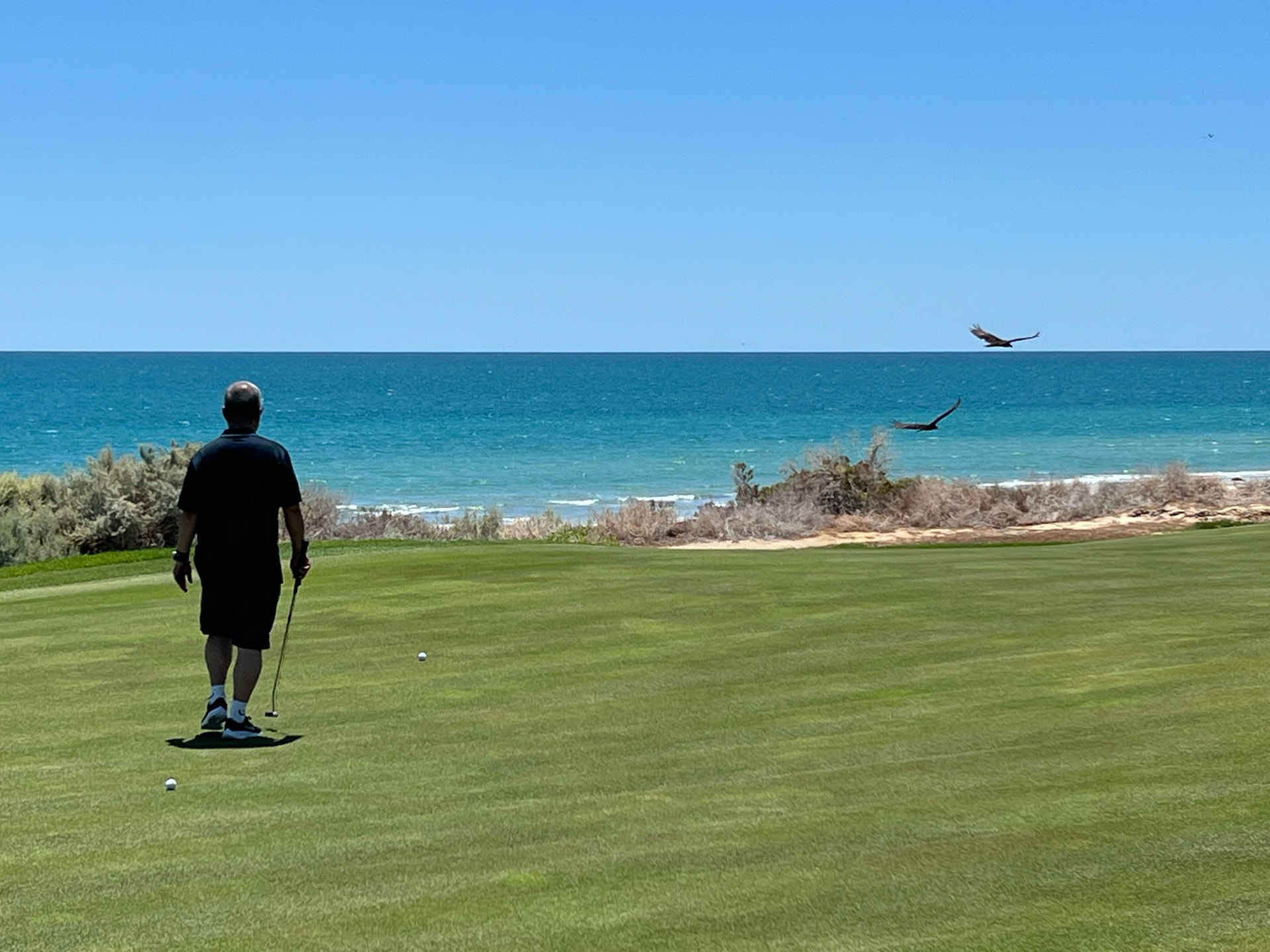 Golfer on an oceanfront green as seabirds pass over the Sea of Cortez