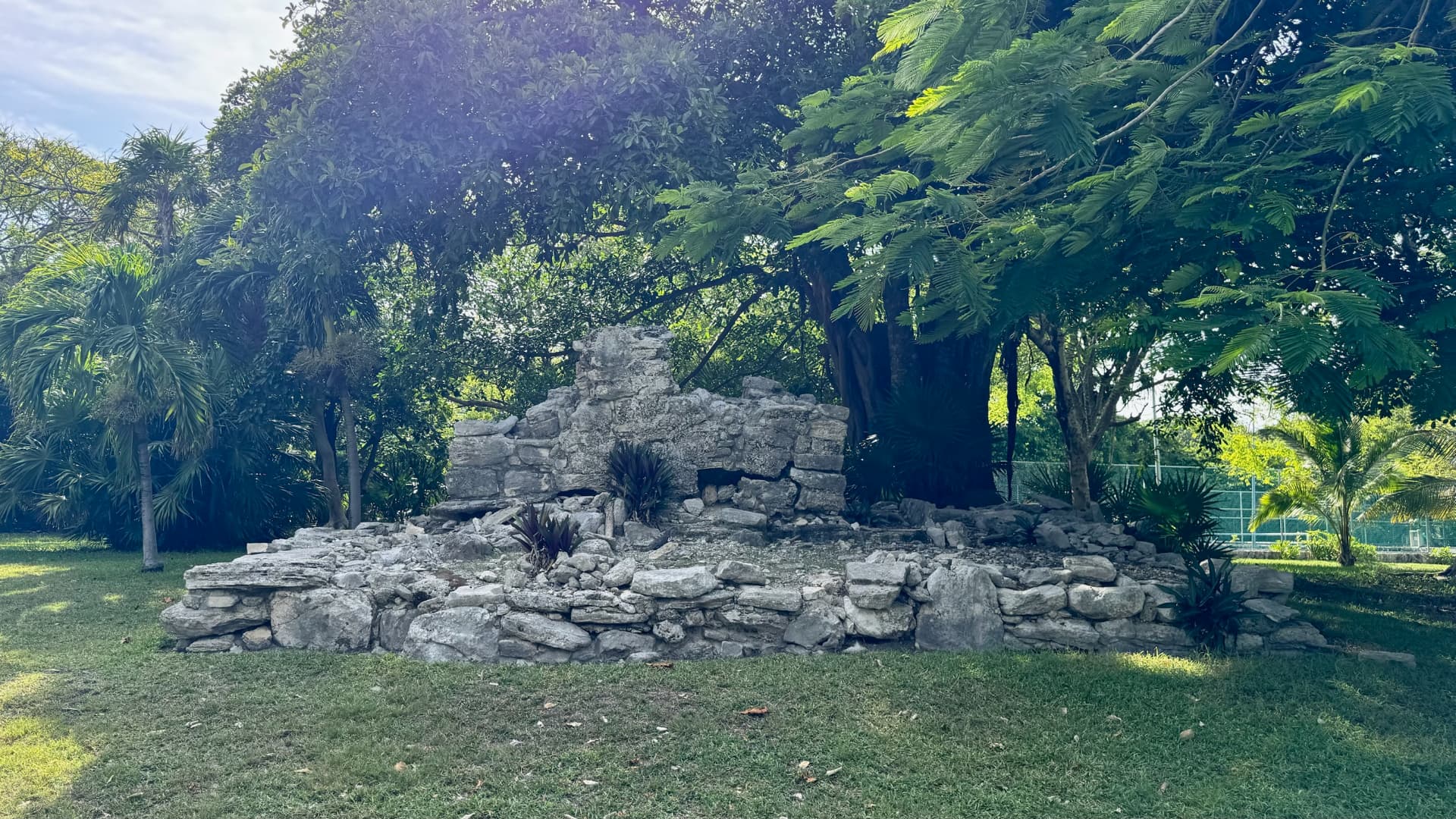 Low Maya stone ruin beneath a spreading tropical tree