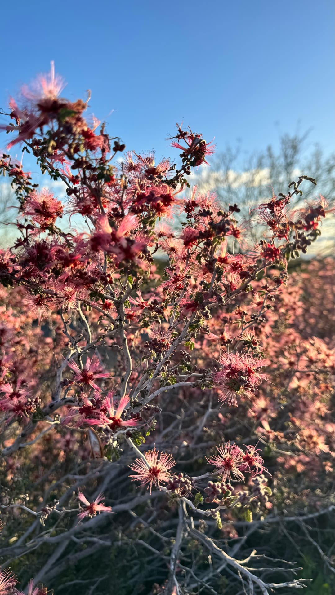 Desert blooms in the afternoon light
